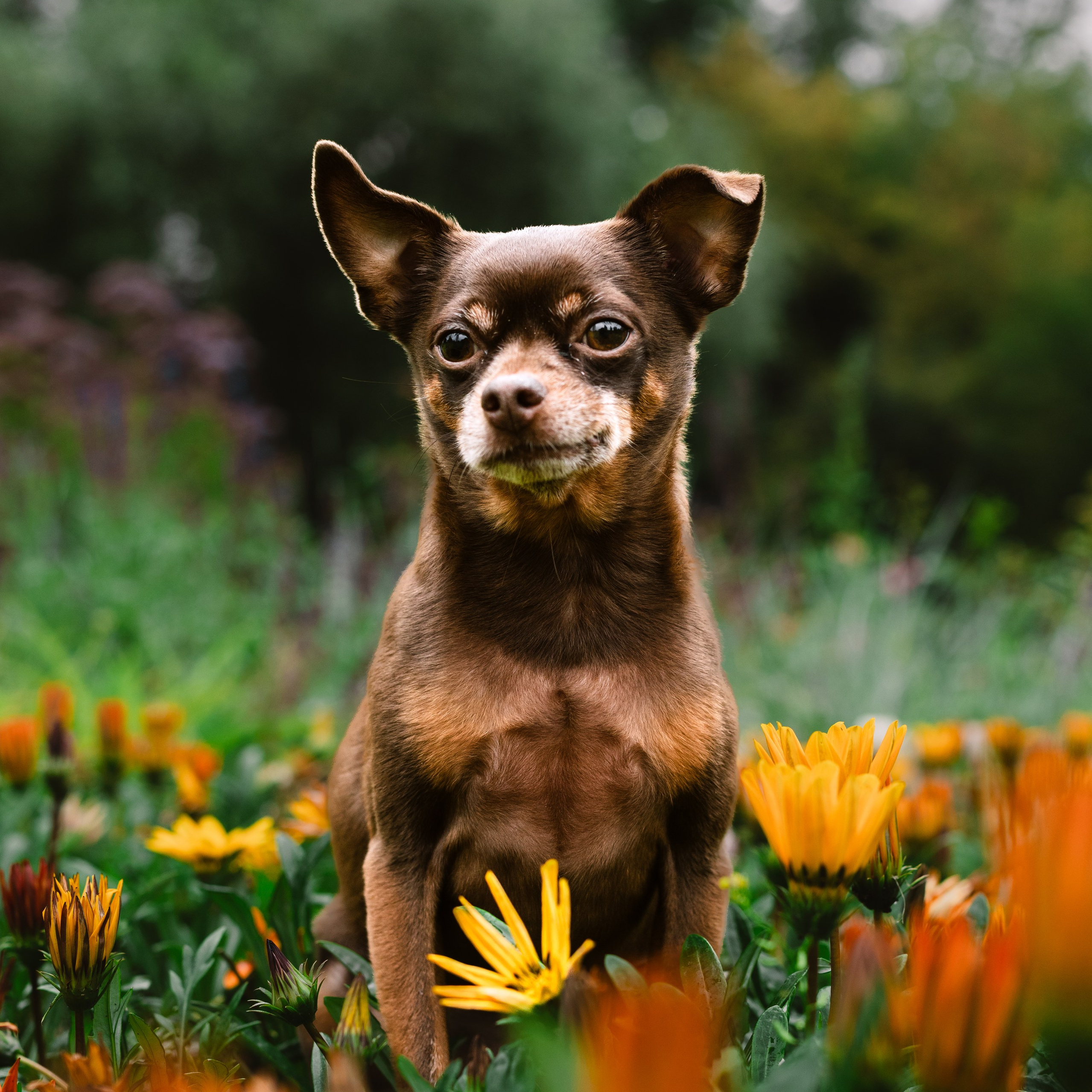 Услуги. Фотограф-анималист Татьяна Степанова
