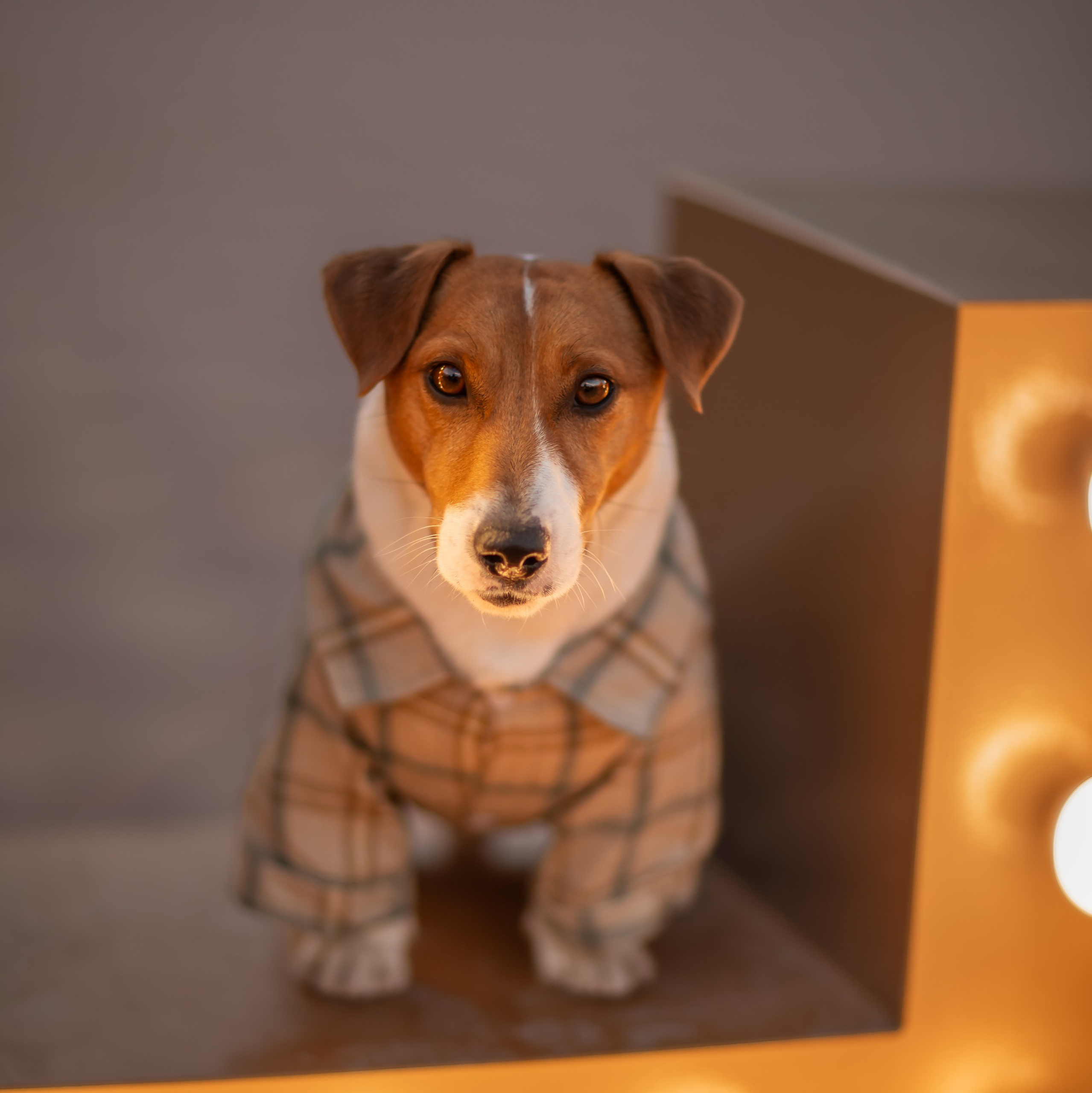 Контакты. Фотограф-анималист в Москве Дорн Мелани