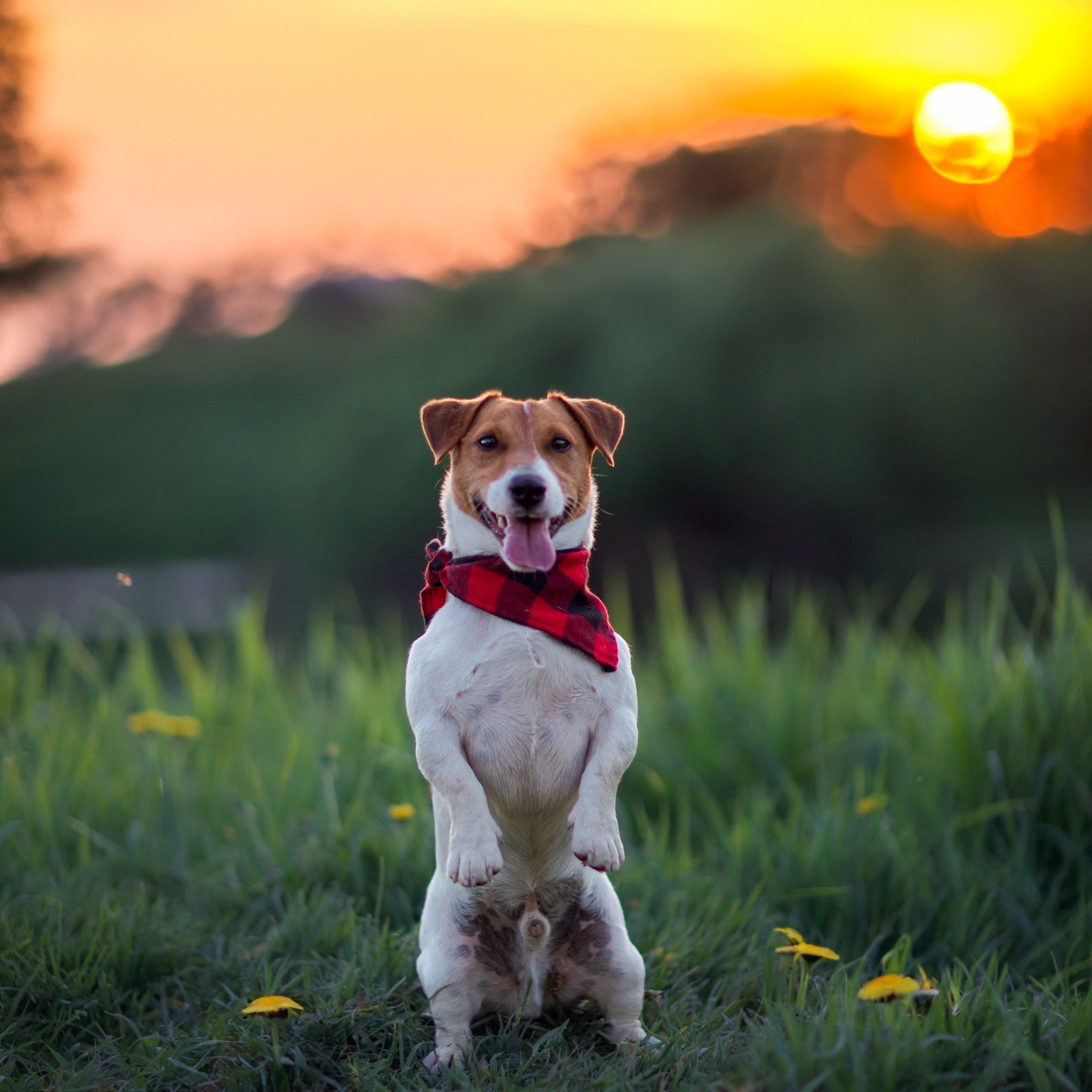 Услуги. Фотограф-анималист в Москве Дорн Мелани
