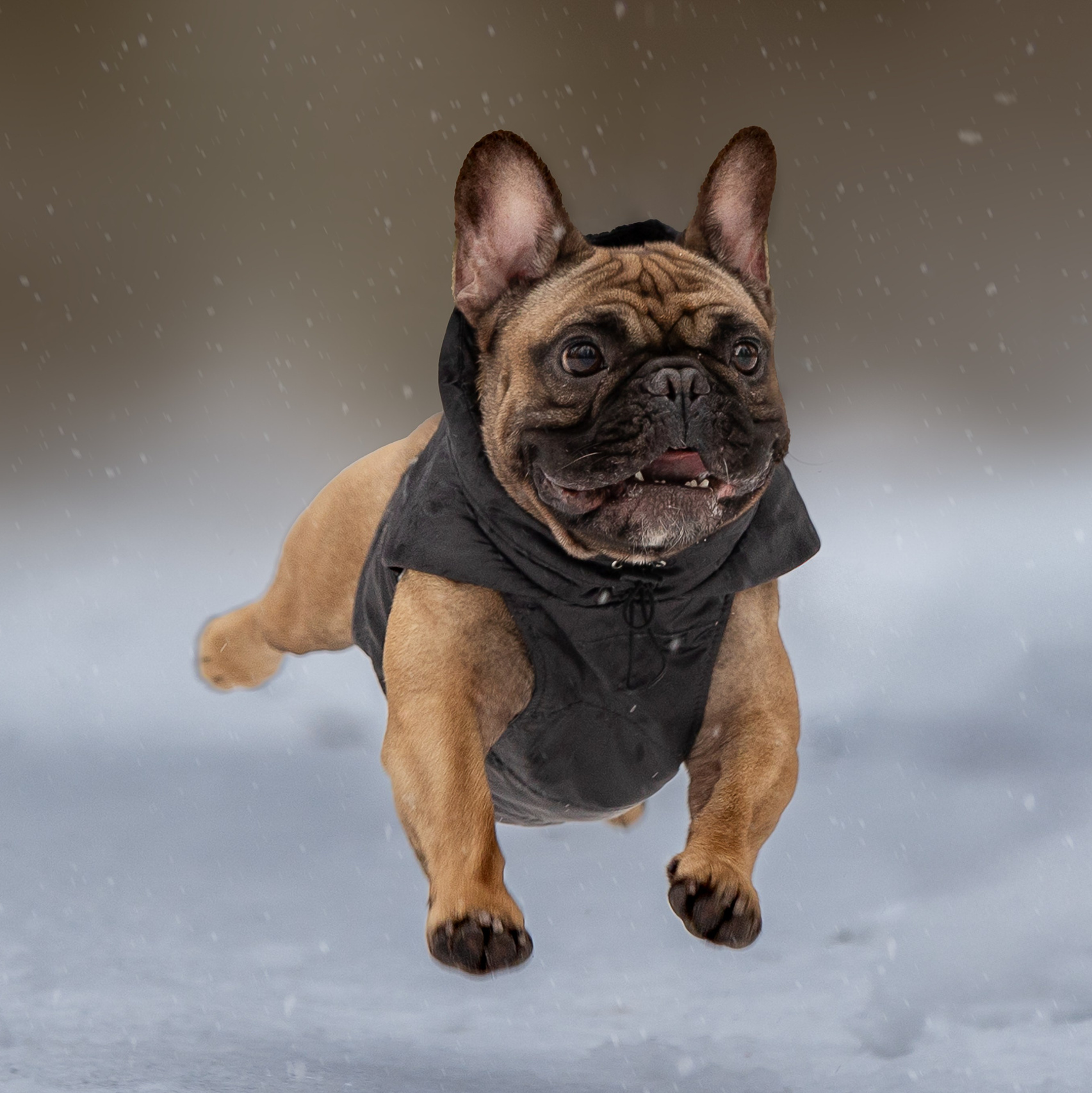Обо мне. Фотограф-анималист в Москве и Подмосковье