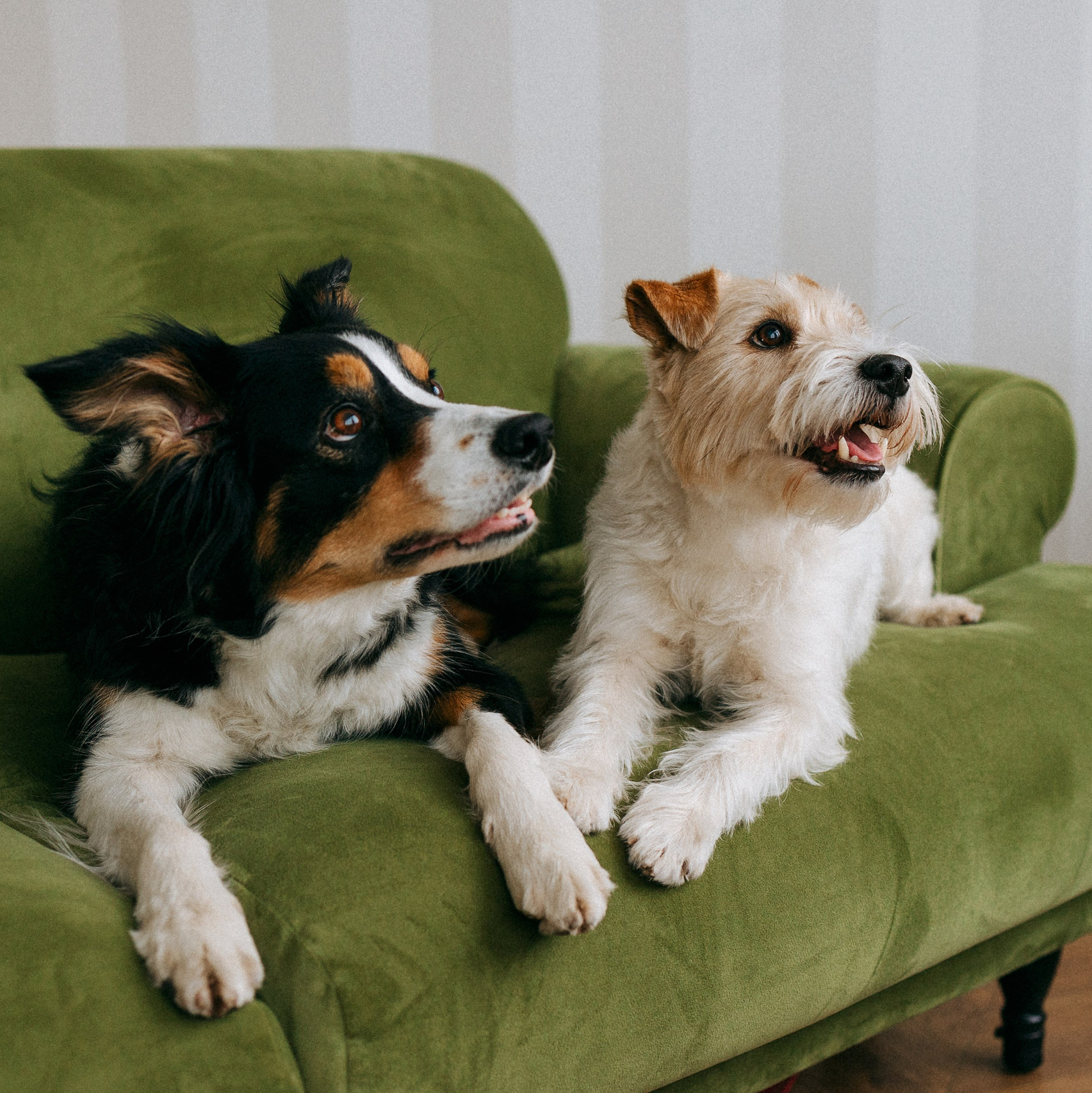 Съёмки. Фотограф анималист Анастасия Пикей