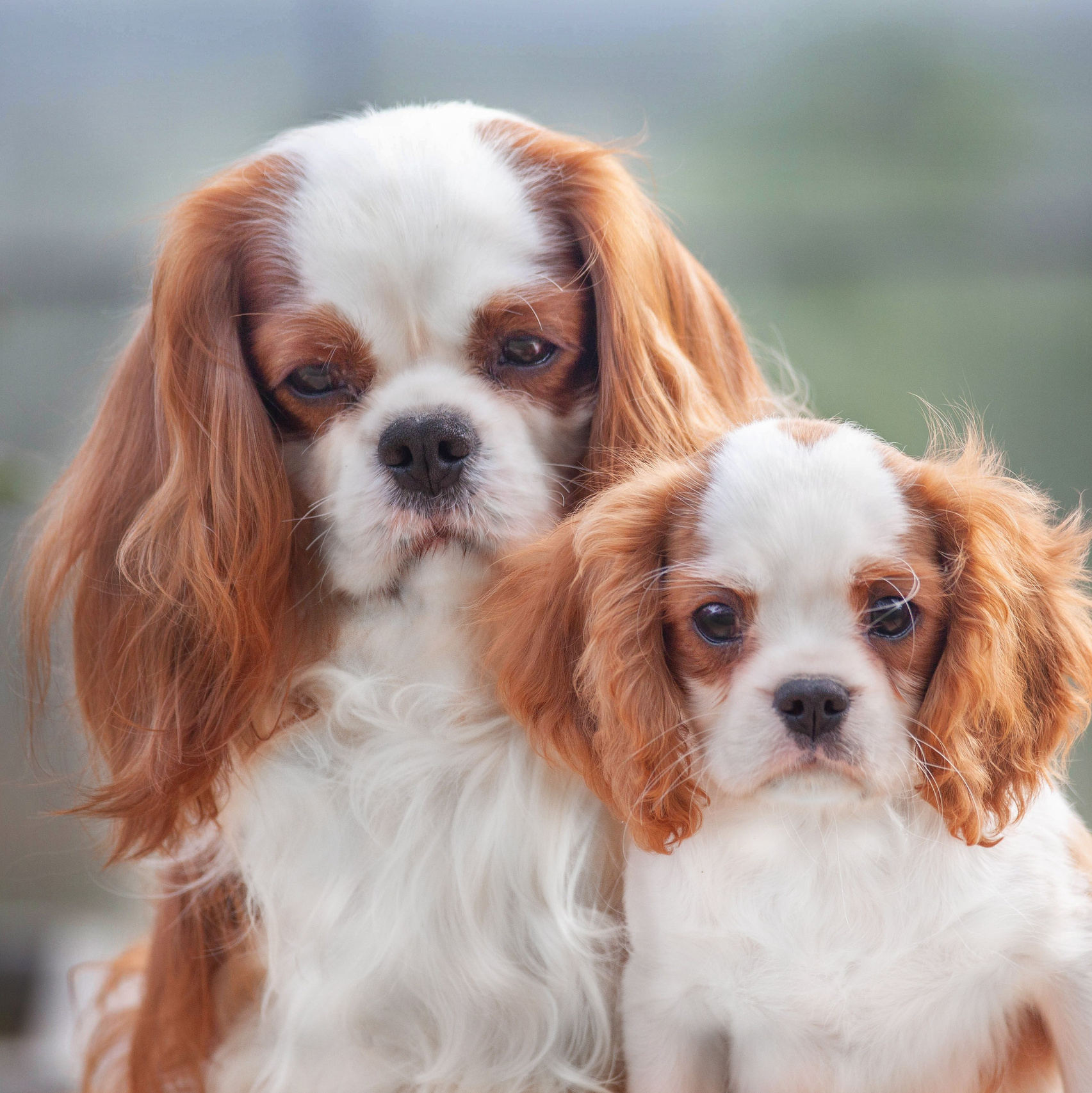 Услуги. Slavilada-Лапки. Свет. Любовь… Профессиональная фотосессия питомцев Для памяти, пристройства и продажи. Хабаровск