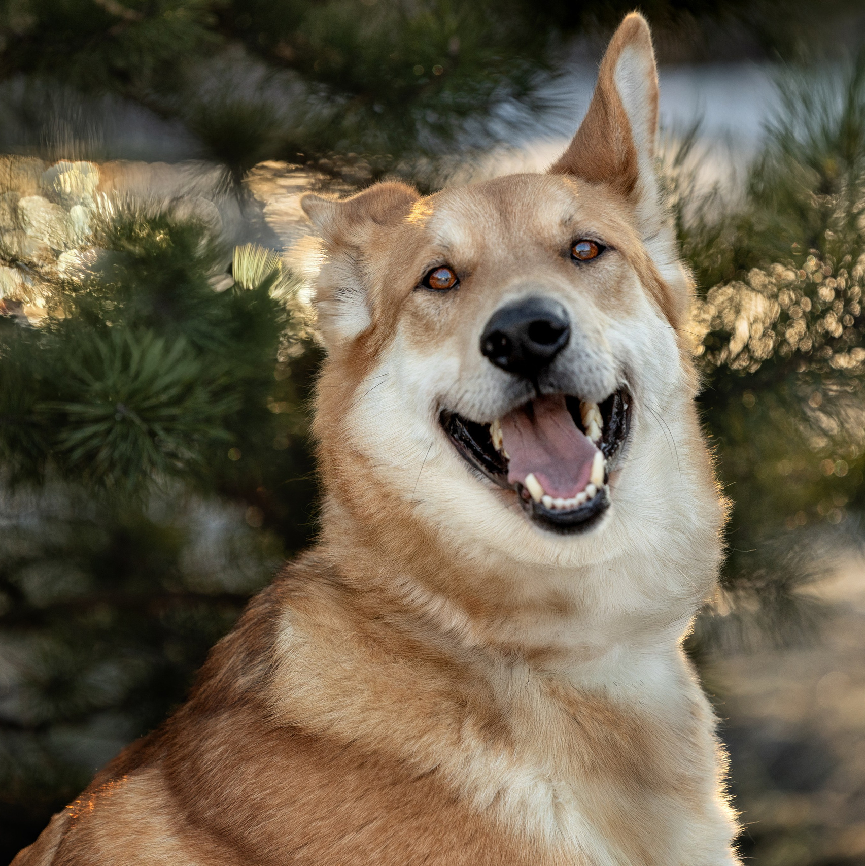 Обо мне. Фотограф-анималист в Москве и Подмосковье