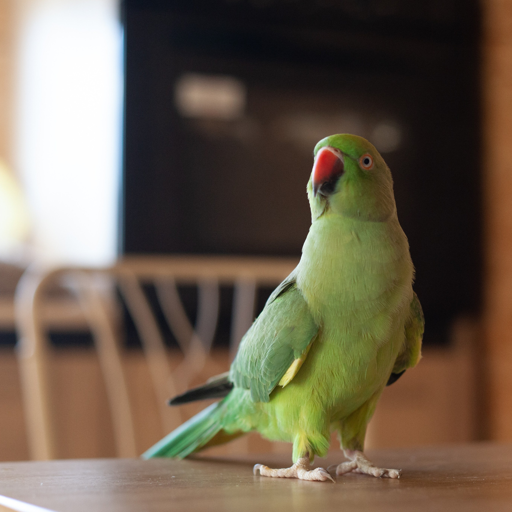Услуги. Slavilada-Лапки. Свет. Любовь… Профессиональная фотосессия питомцев Для памяти, пристройства и продажи. Хабаровск