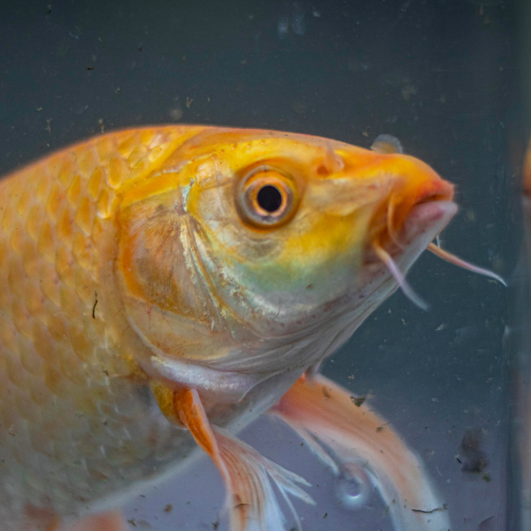 Карпы кои. Москои — декоративные рыбы карпы кои на продажу Москва, Дмитров, Курск