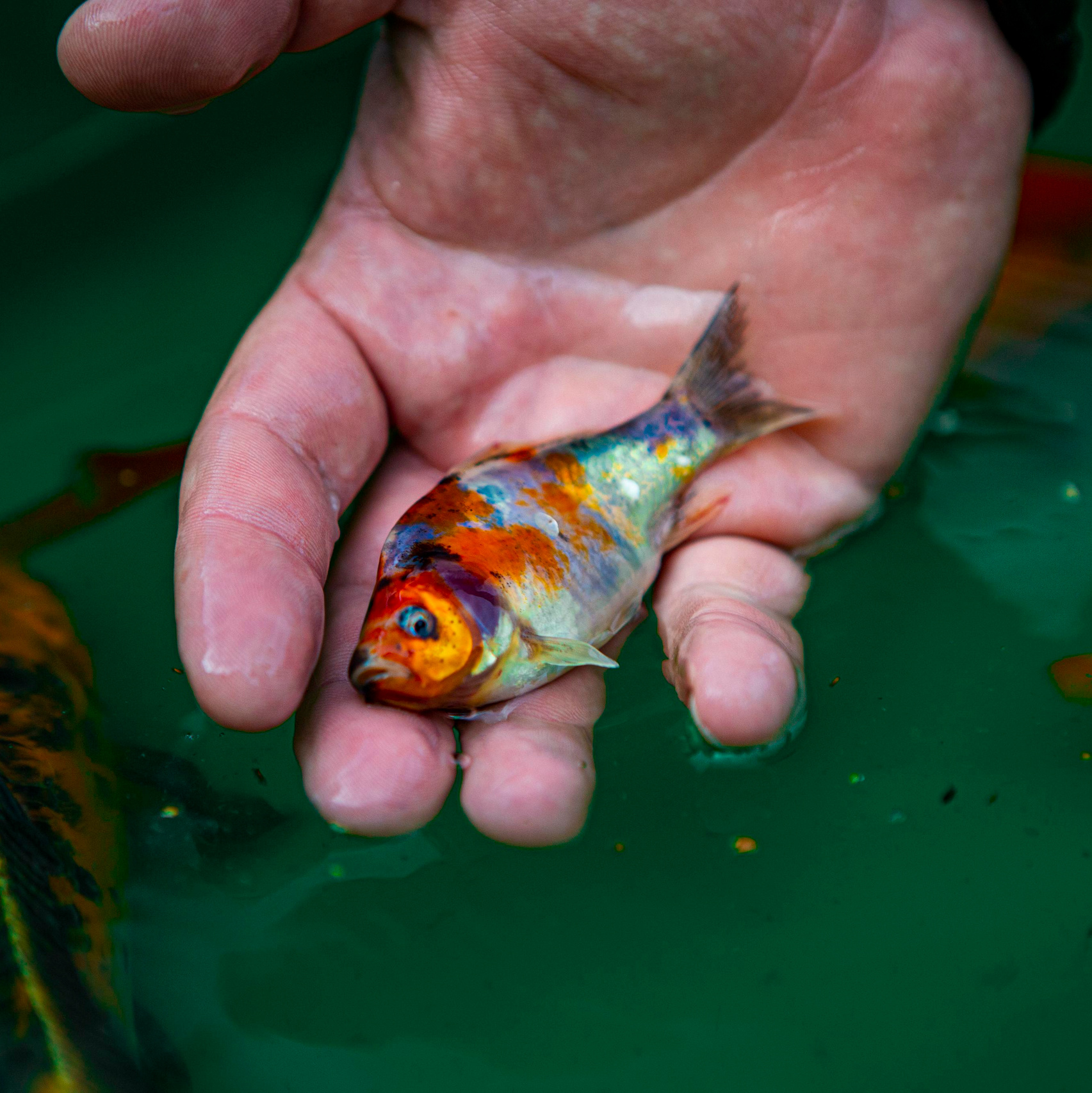 Кометы. Москои — декоративные рыбы карпы кои на продажу Москва, Дмитров, Курск