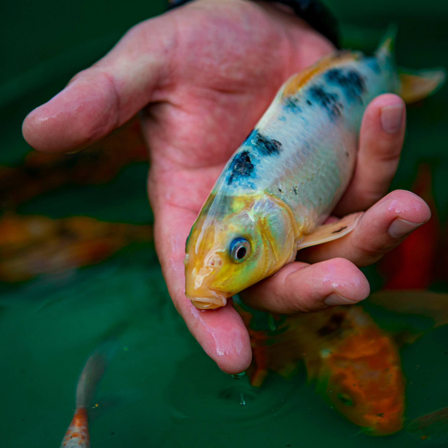 Карпы кои. Москои — декоративные рыбы карпы кои на продажу Москва, Дмитров, Курск