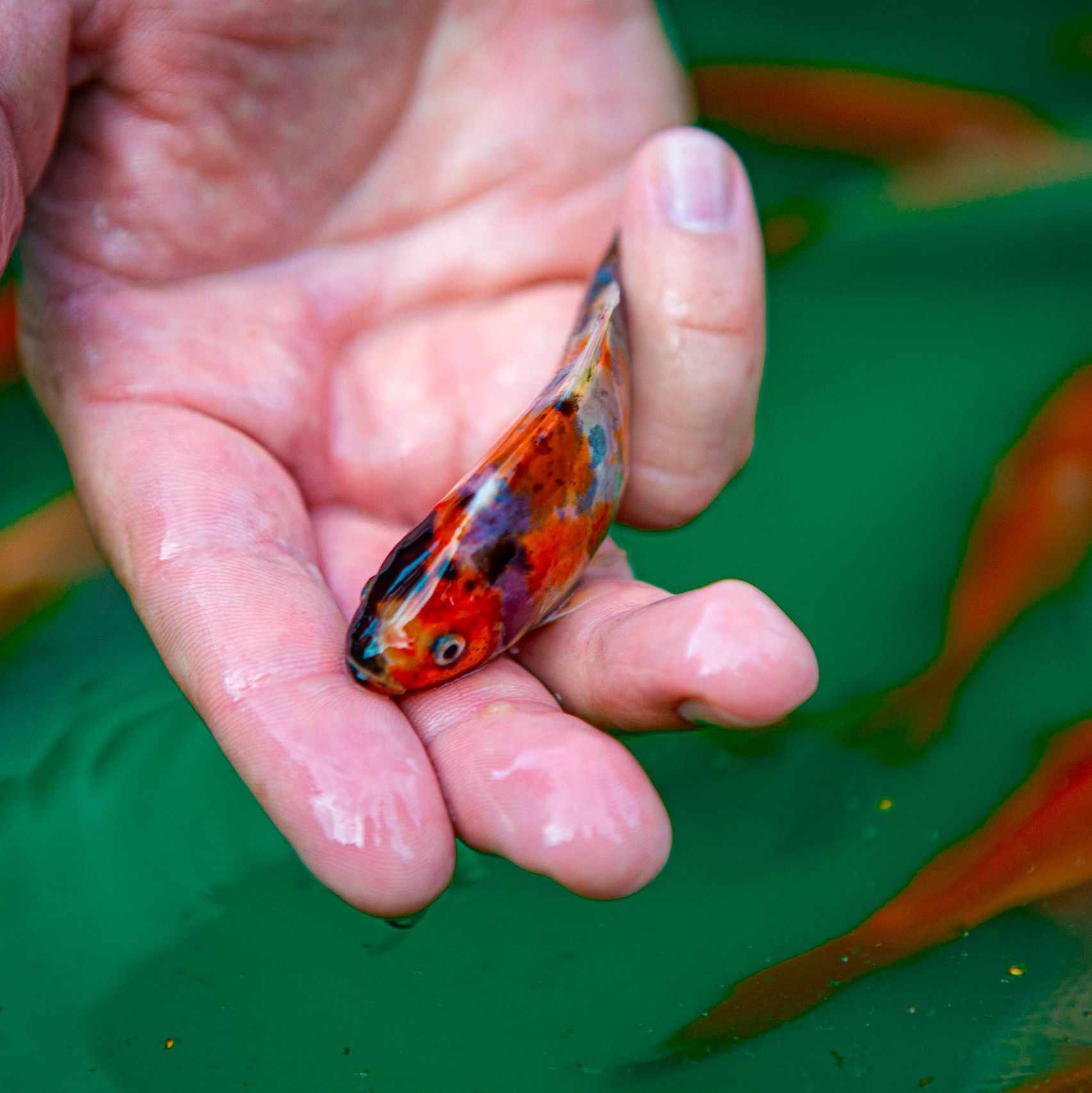 Карпы кои. Москои — декоративные рыбы карпы кои на продажу Москва, Дмитров, Курск