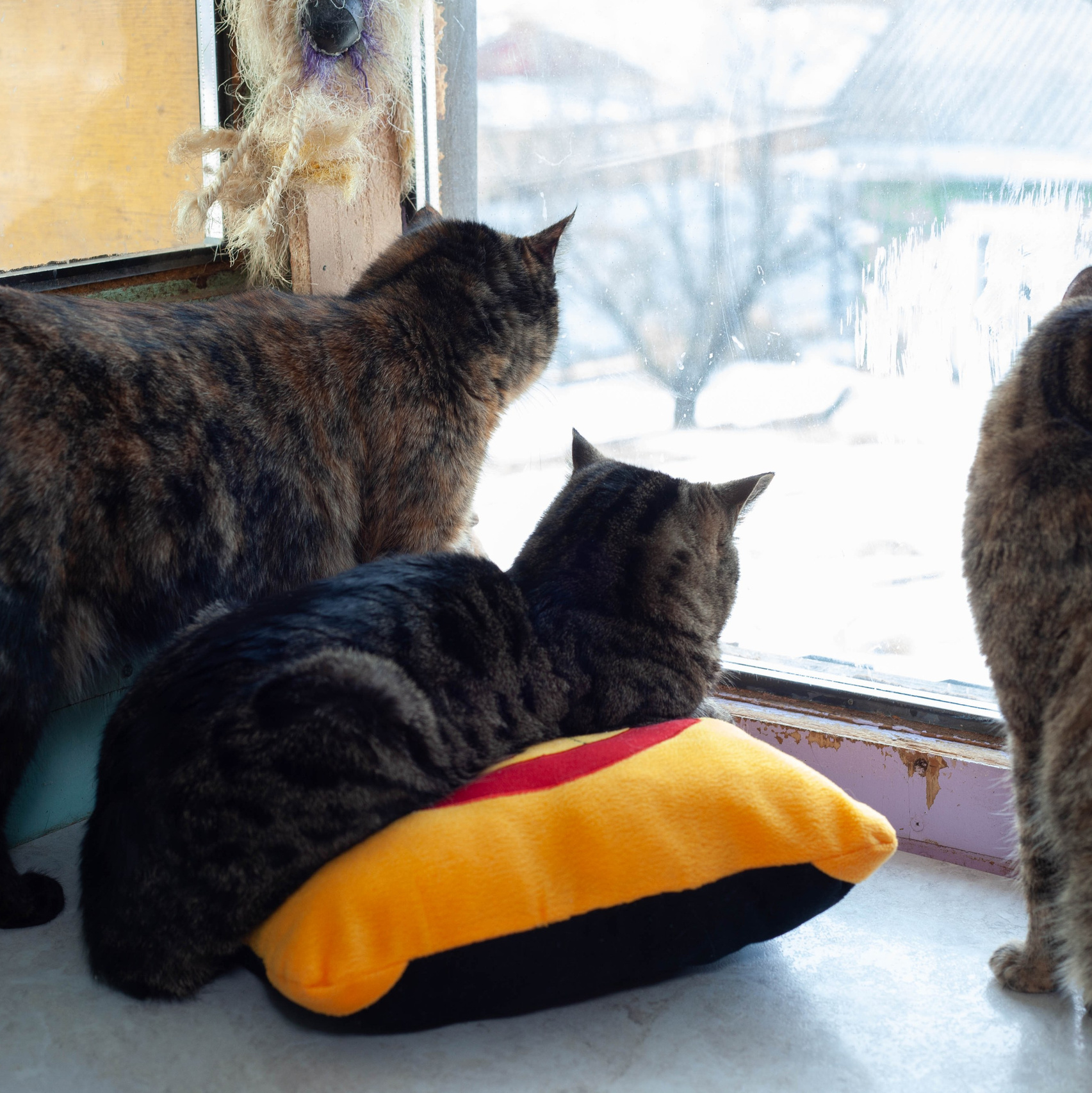 Услуги. Slavilada-Лапки. Свет. Любовь… Профессиональная фотосессия питомцев Для памяти, пристройства и продажи. Хабаровск