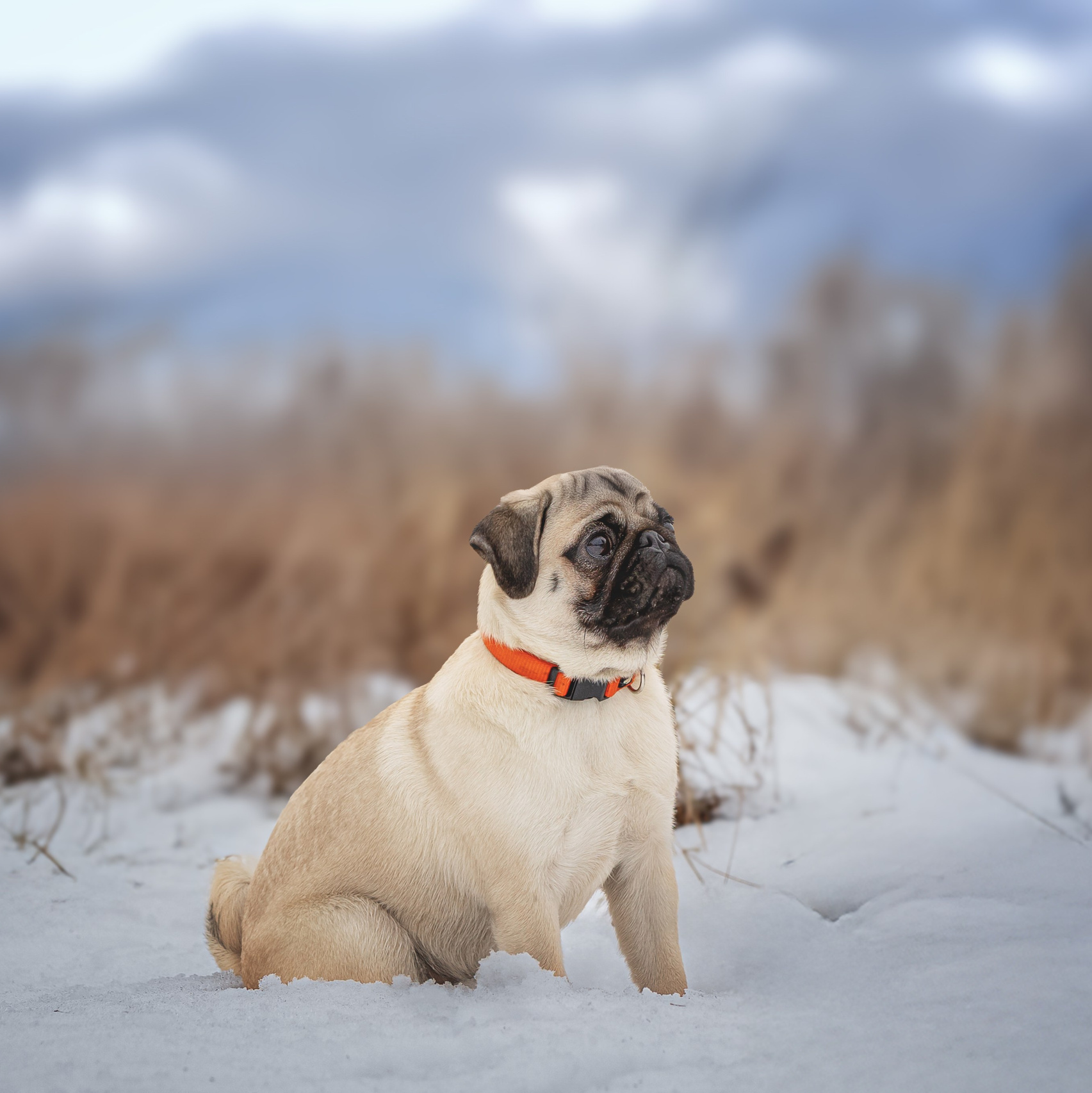 Обо мне. Фотограф-анималист в Москве и Подмосковье