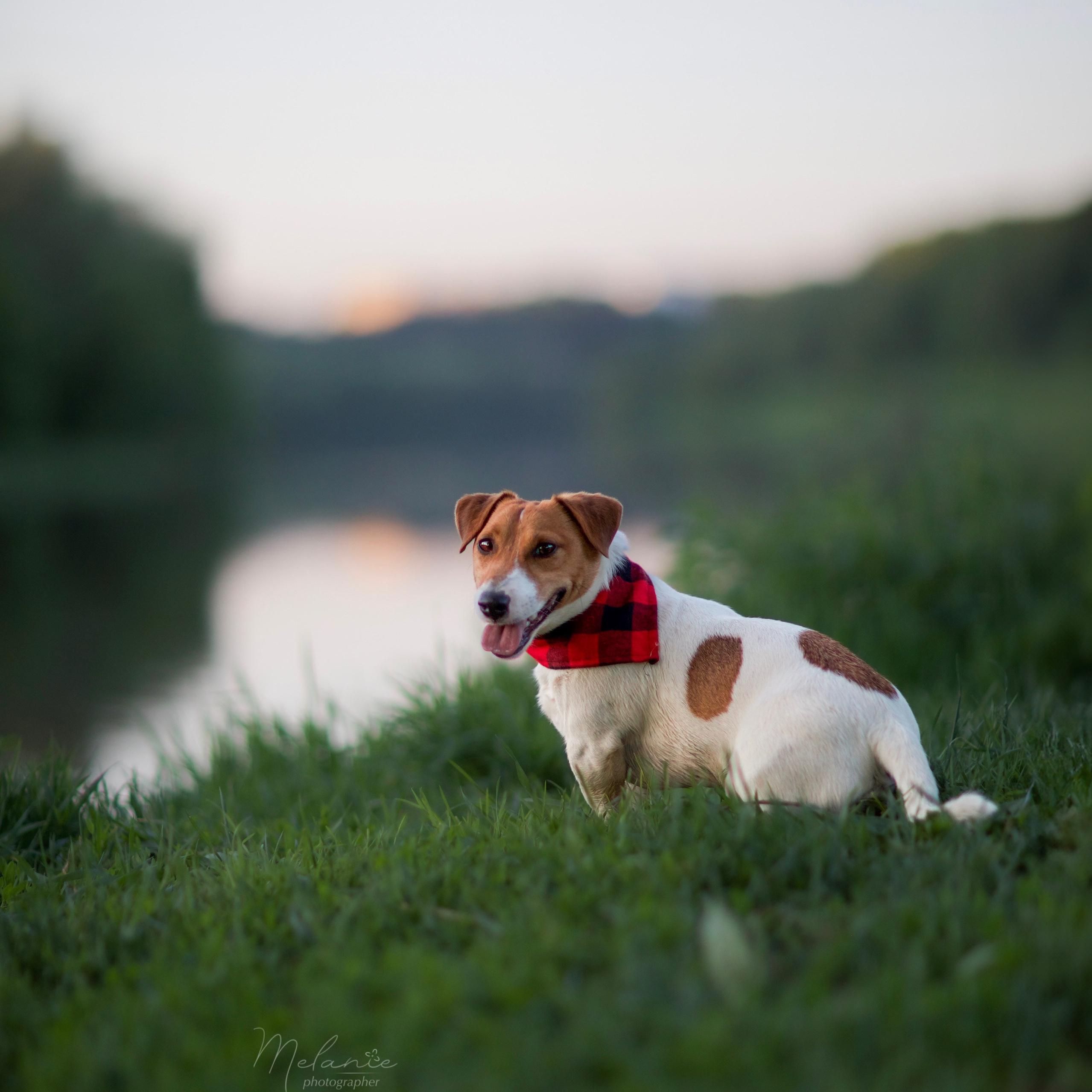 Услуги. Фотограф-анималист в Москве Дорн Мелани