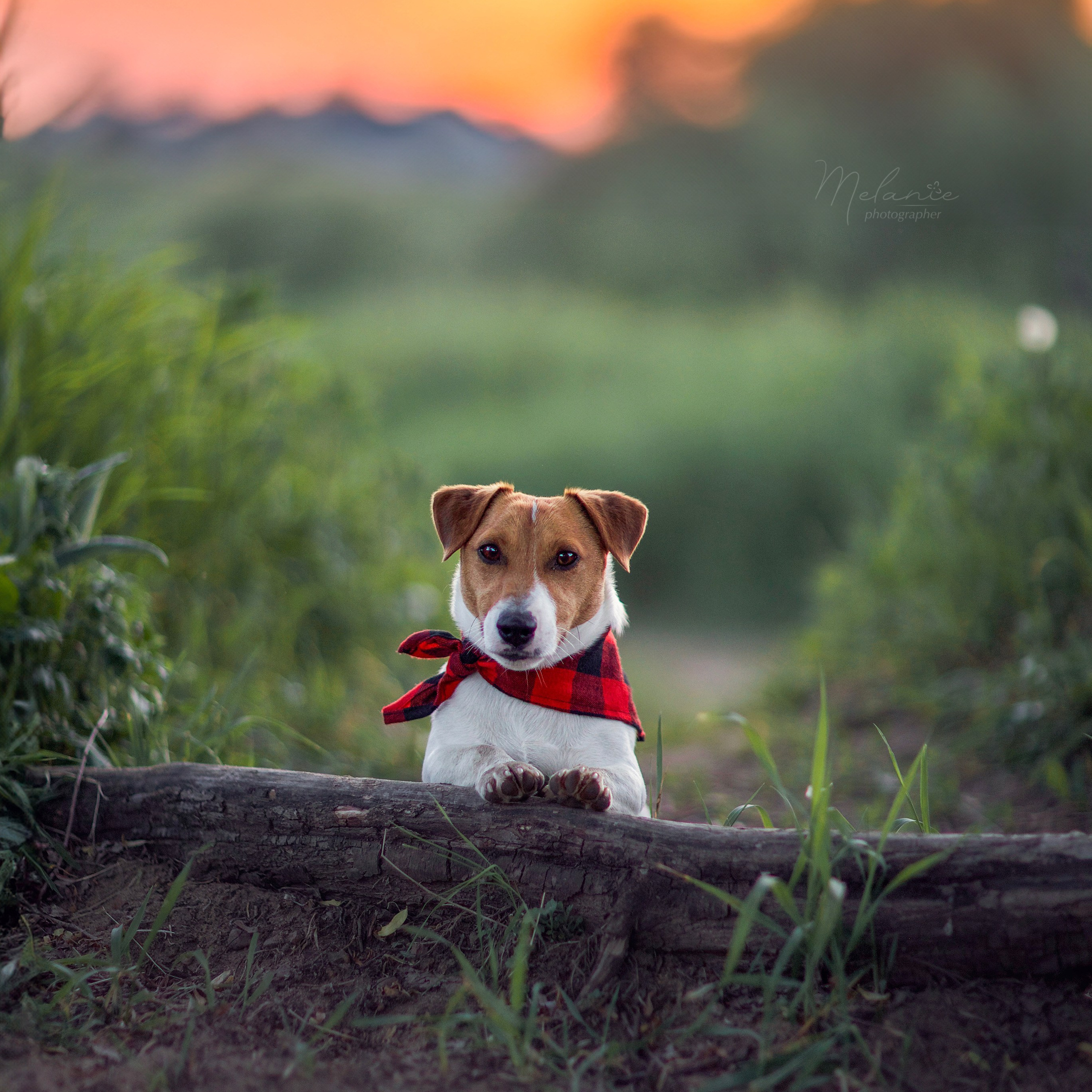 Услуги. Фотограф-анималист в Москве Дорн Мелани