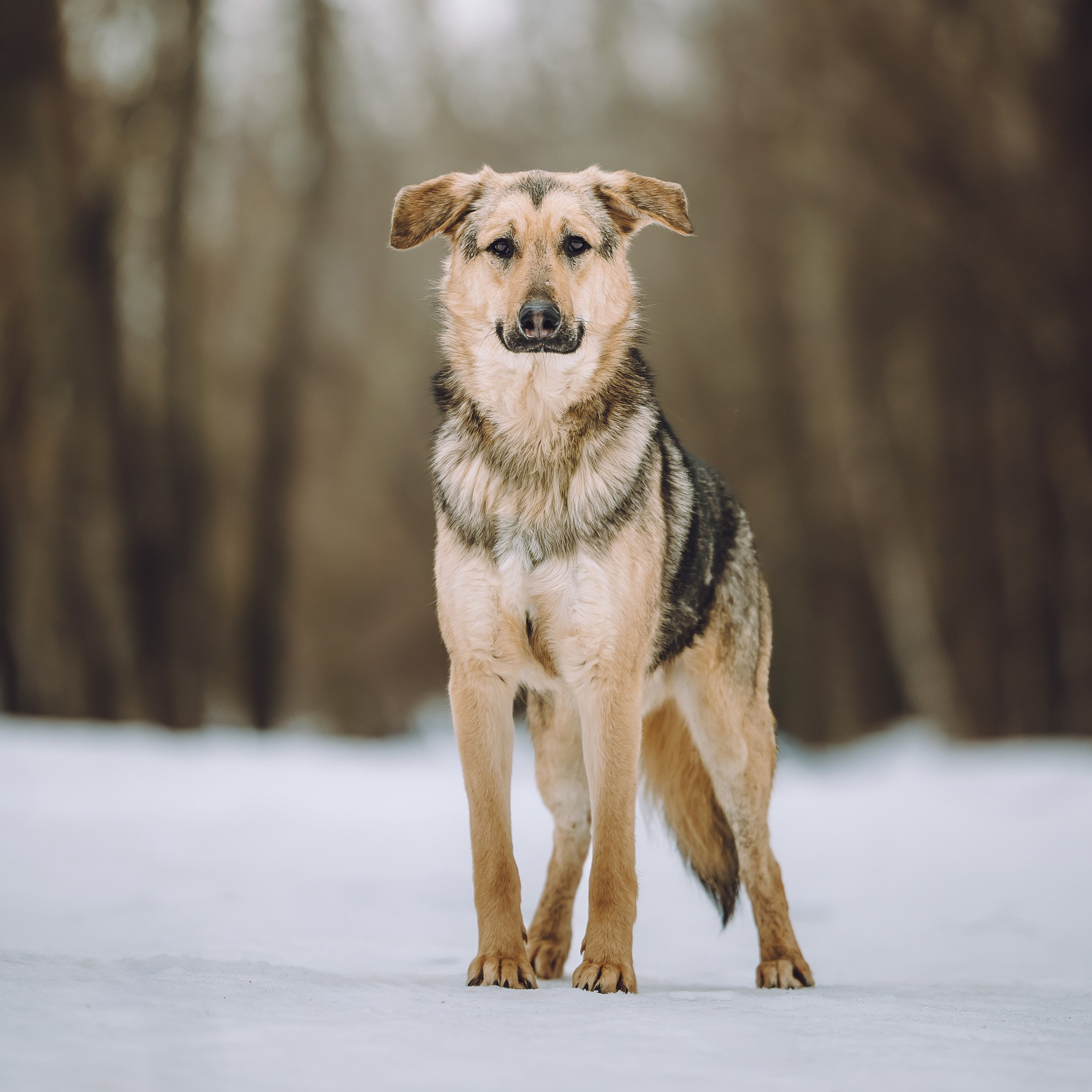 Ищут дом. Забери домой друга
