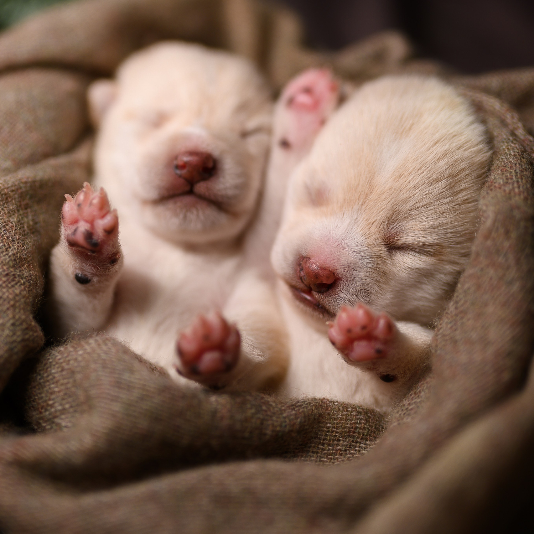 Фотограф анималист в Москве Ольга Агушева