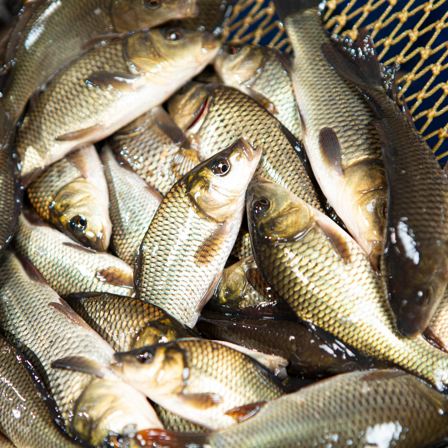 Прудовые рыбы. Москои — декоративные рыбы карпы кои на продажу Москва, Дмитров, Курск