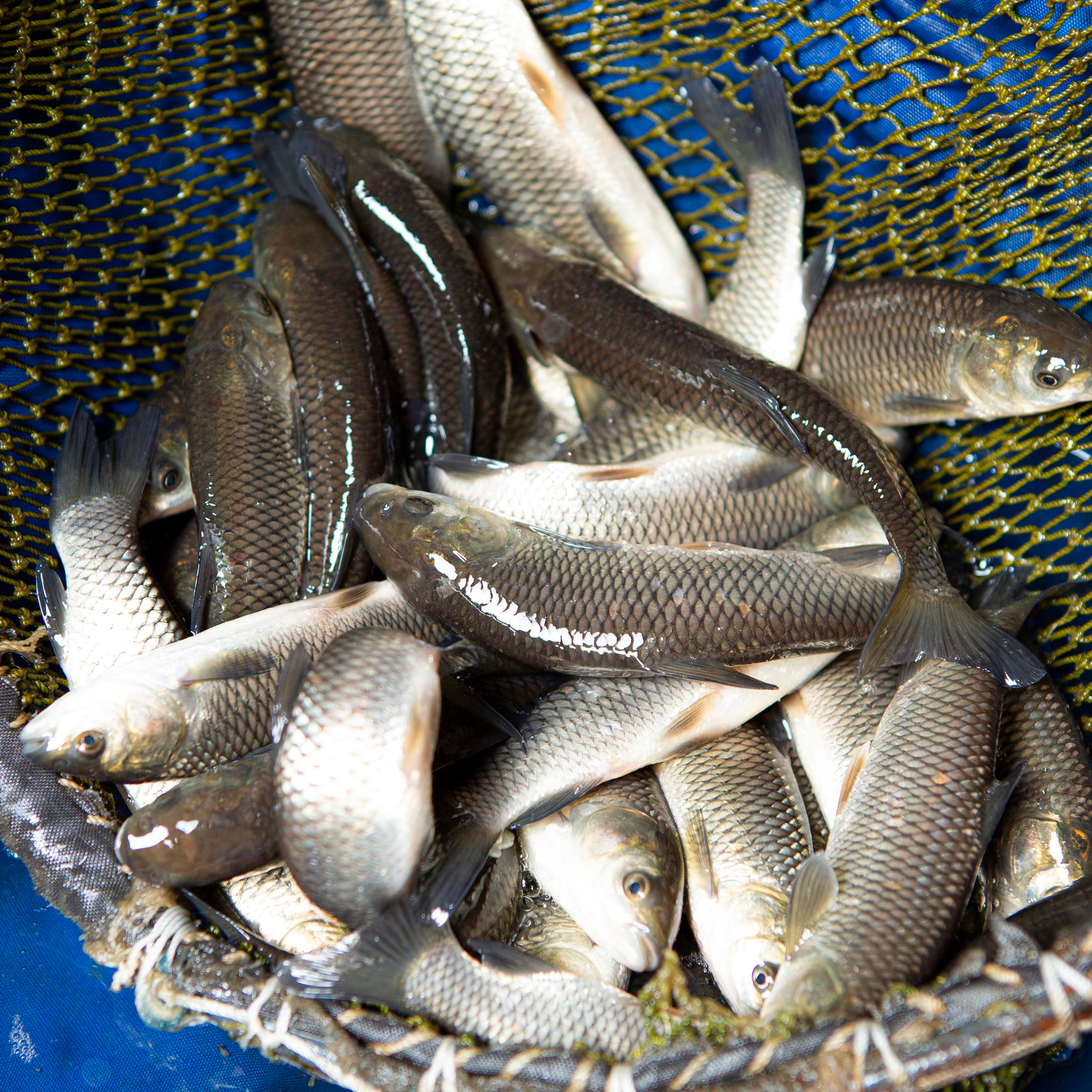 Прудовые рыбы. Москои — декоративные рыбы карпы кои на продажу Москва, Дмитров, Курск