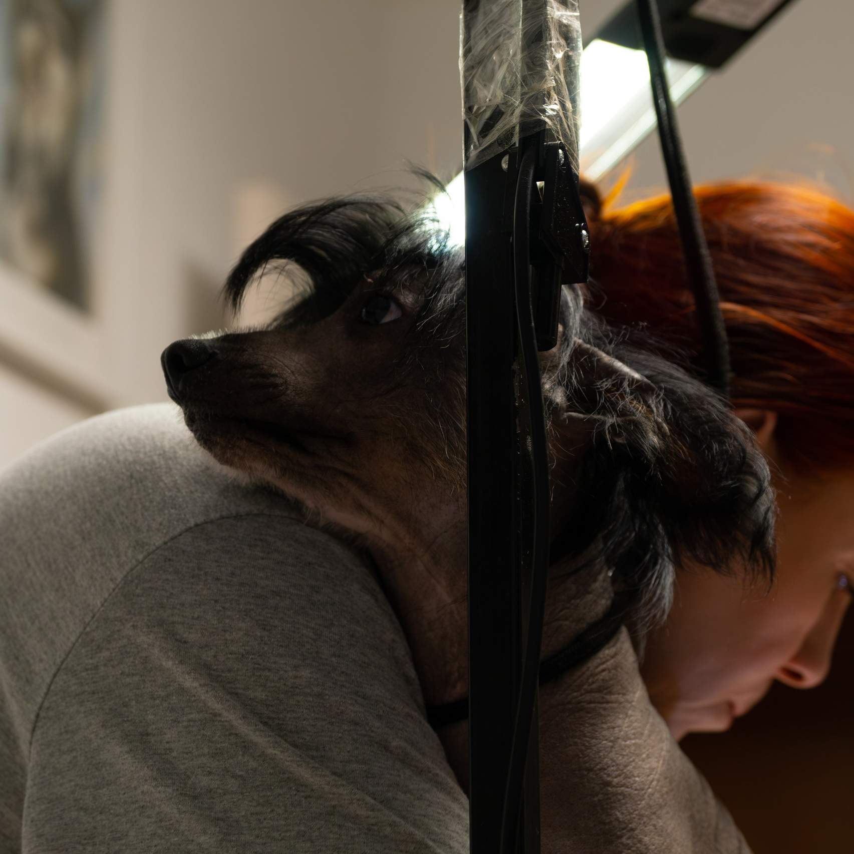 Vic went to live in Dubai!. Poale Ell Chinese Crested Dog Kennel: Buy a puppy from the kennel