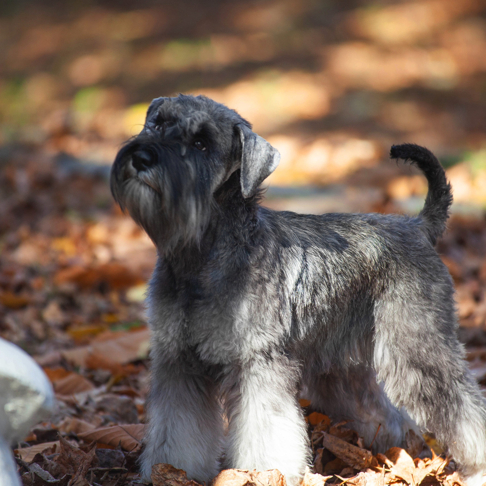 Услуги. Slavilada-Лапки. Свет. Любовь… Профессиональная фотосессия питомцев Для памяти, пристройства и продажи. Хабаровск