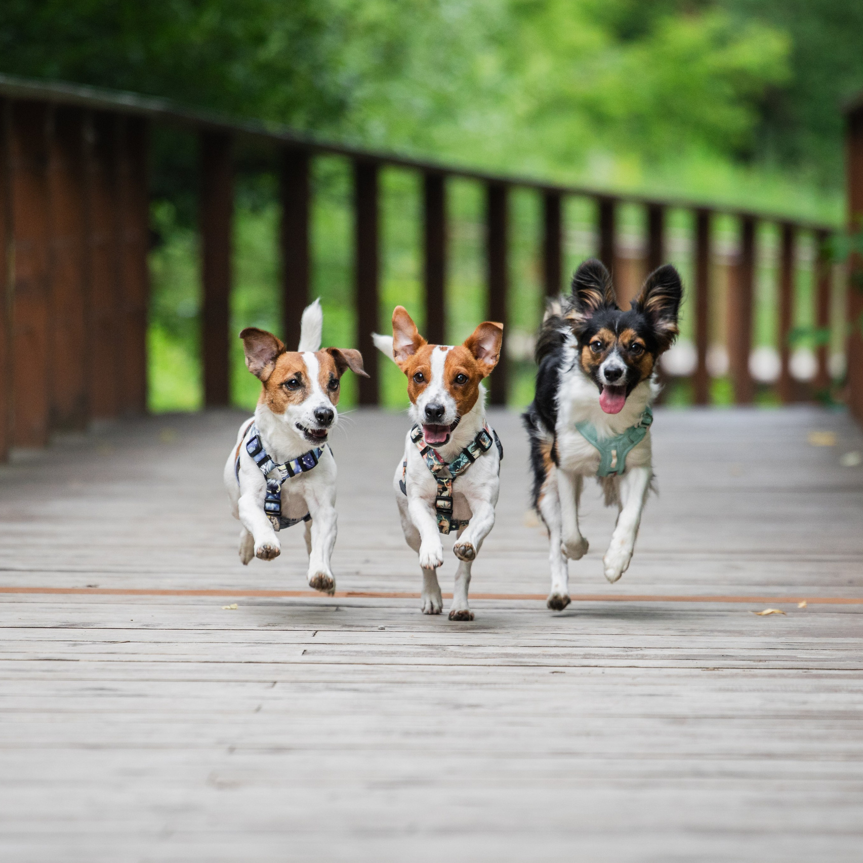 Услуги. Фотограф-анималист Татьяна Степанова