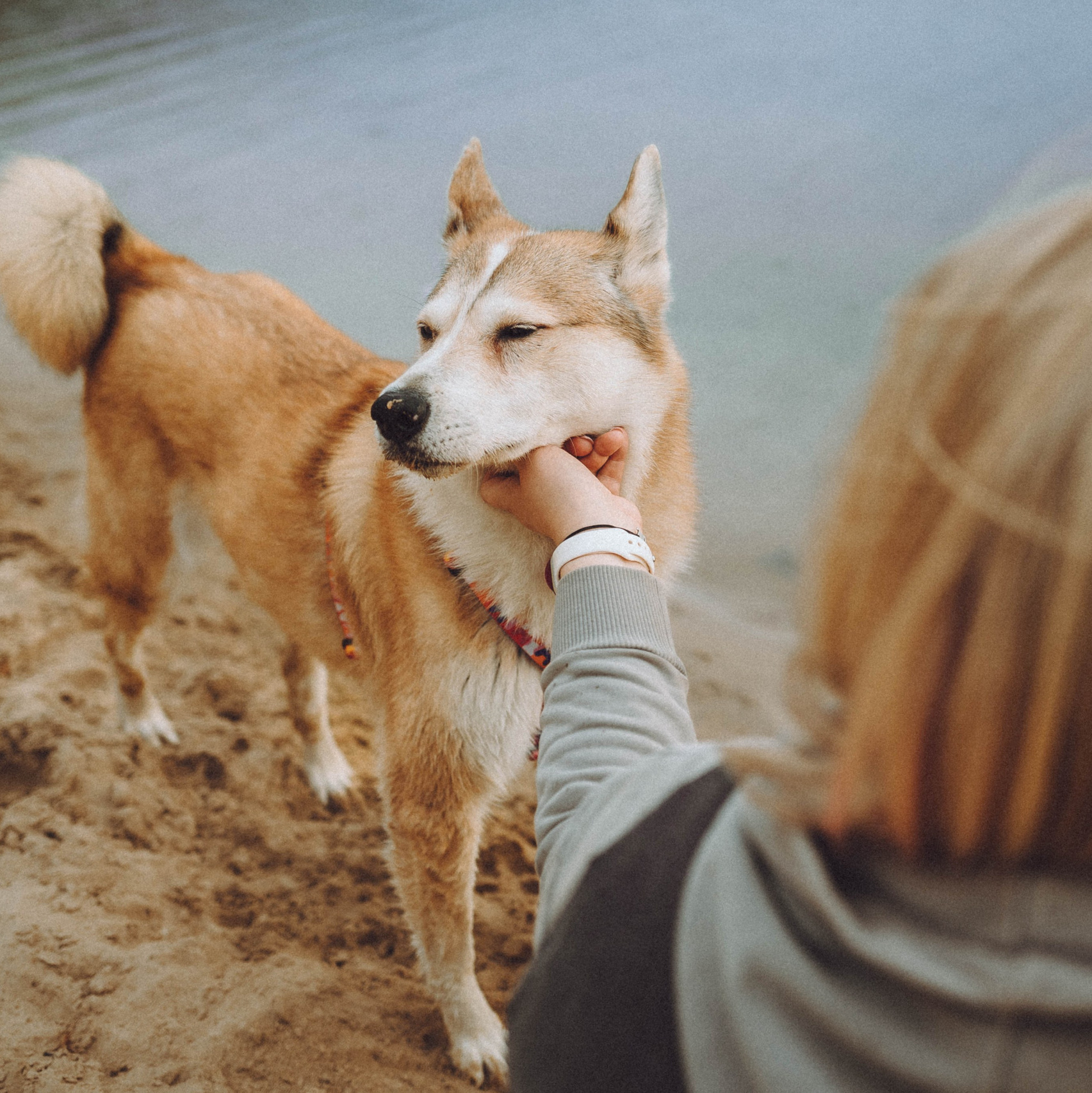 Индивидуальное обучение съемки животных от Екатерины Киреевой