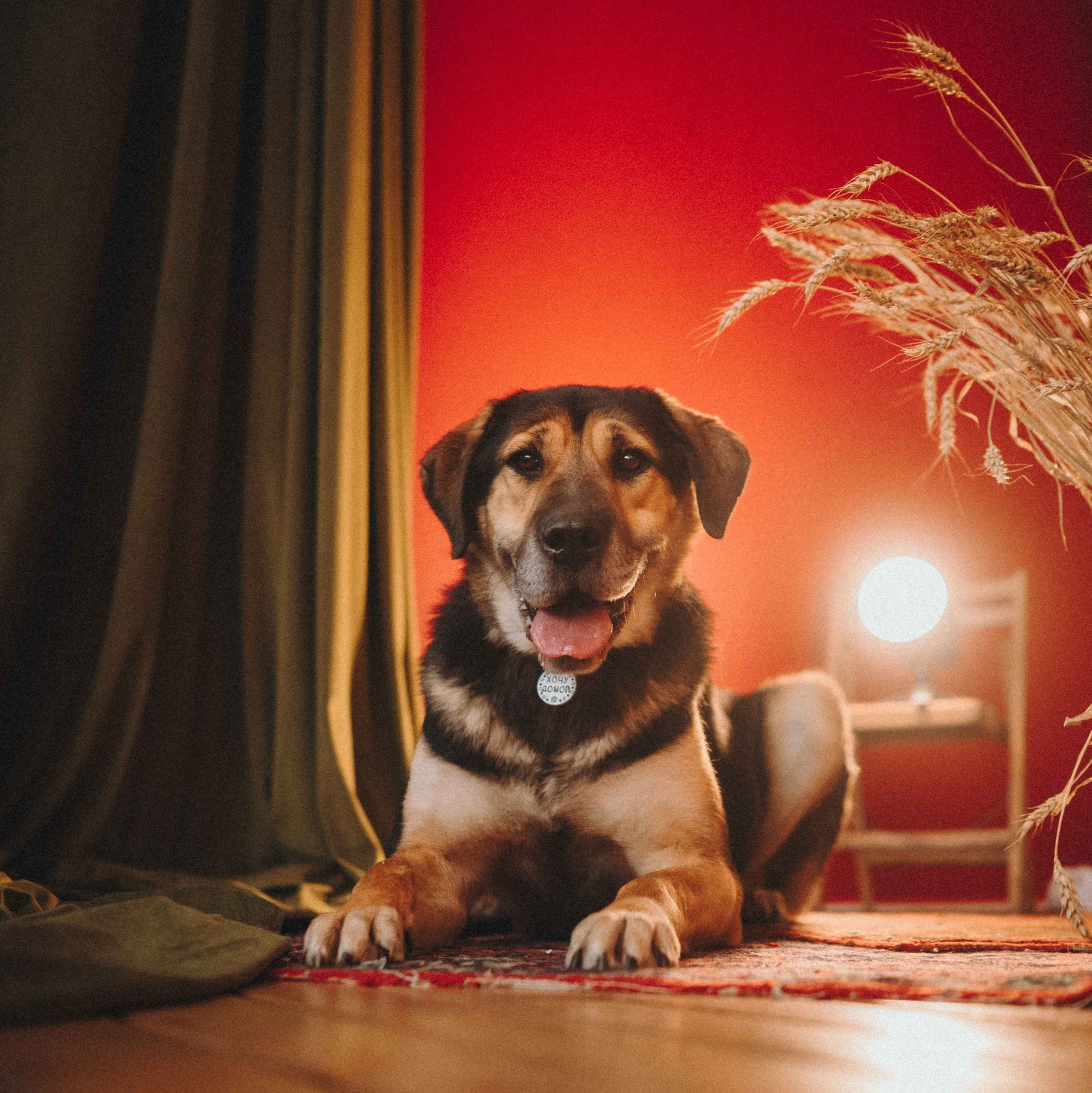 Ищут дом. Забери домой друга