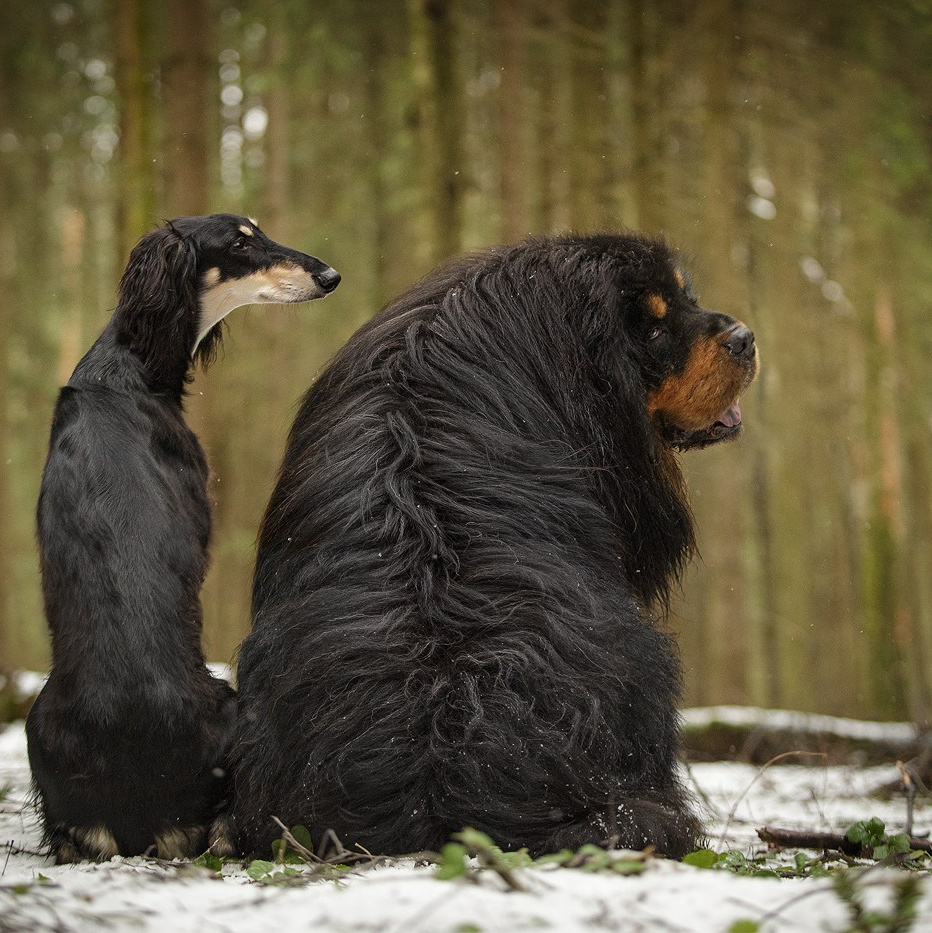 Приглашаю на лекцию о фотосъёмке собак!. Фотограф-анималист Natalia Deingel | Фотосъемка собак в Москве