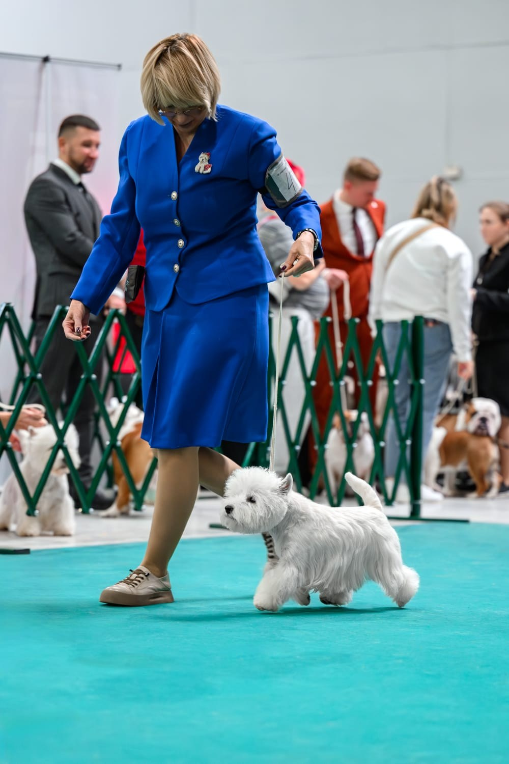 Монопородная выставка и выставка «Идеал Москвы 3-2024». Питомник собак породы вест хайленд вайт терьер в Москве