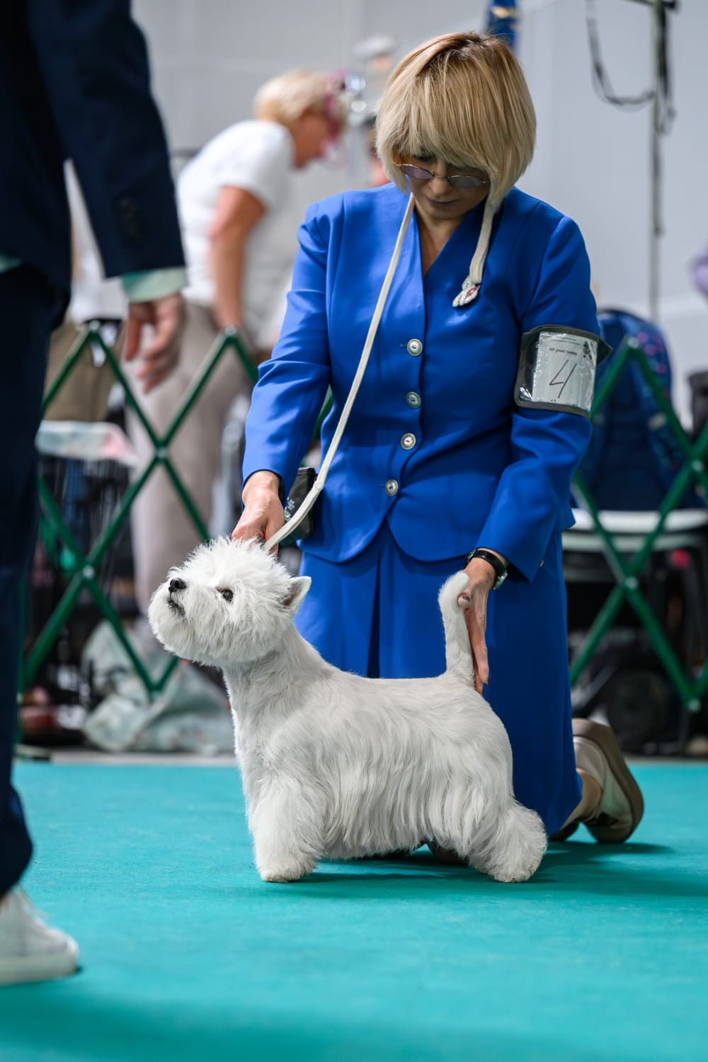 Монопородная выставка и выставка «Идеал Москвы 3-2024». Питомник собак породы вест хайленд вайт терьер в Москве