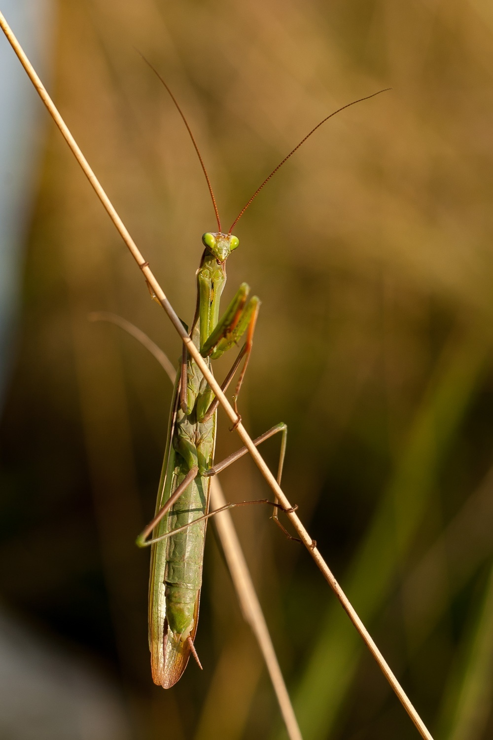 Макросъемка природы. Фотоцентр Перспектива: выпускные альбомы, фотошкола, курсы фотографии