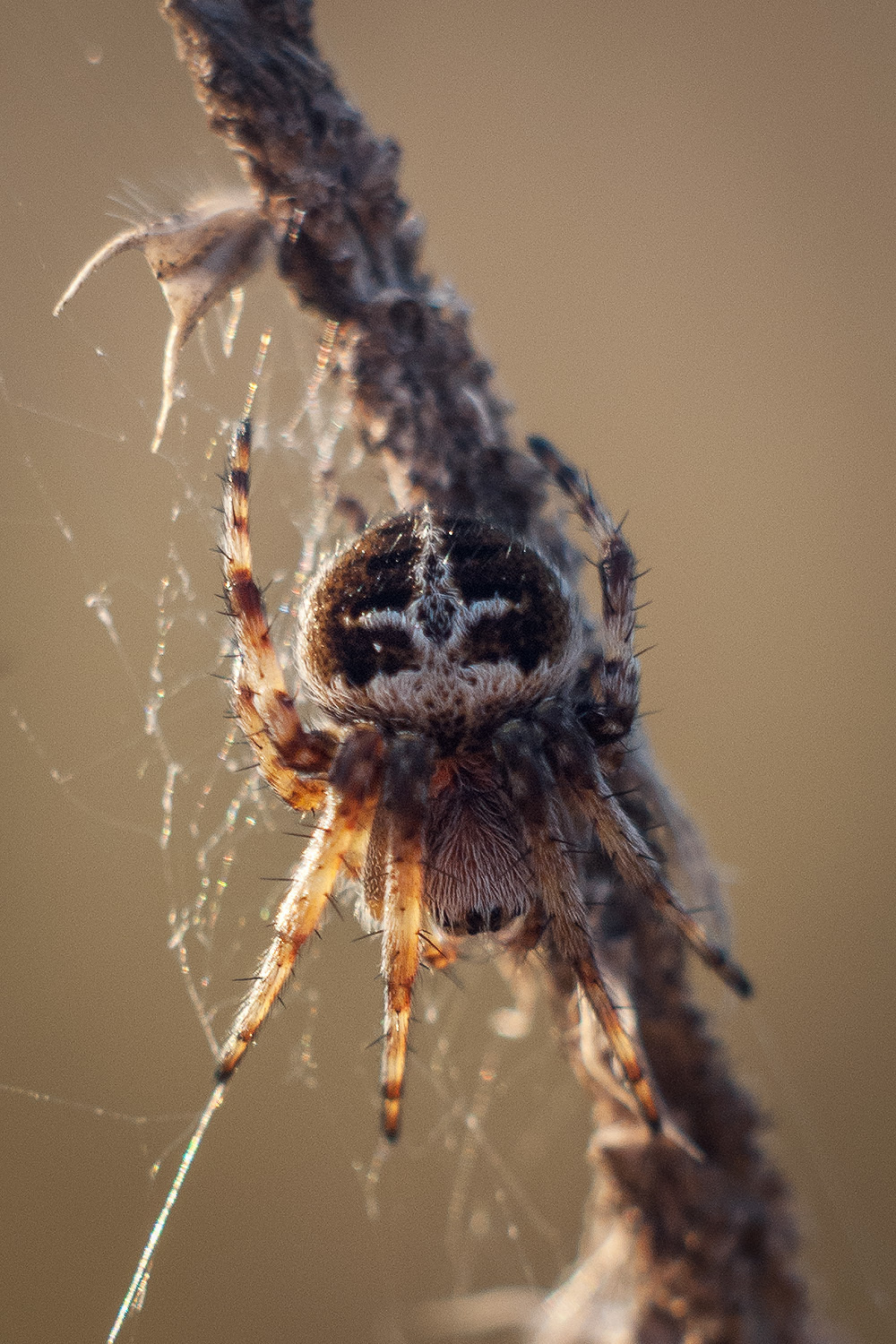 Макросъемка природы. Фотоцентр Перспектива: выпускные альбомы, фотошкола, курсы фотографии