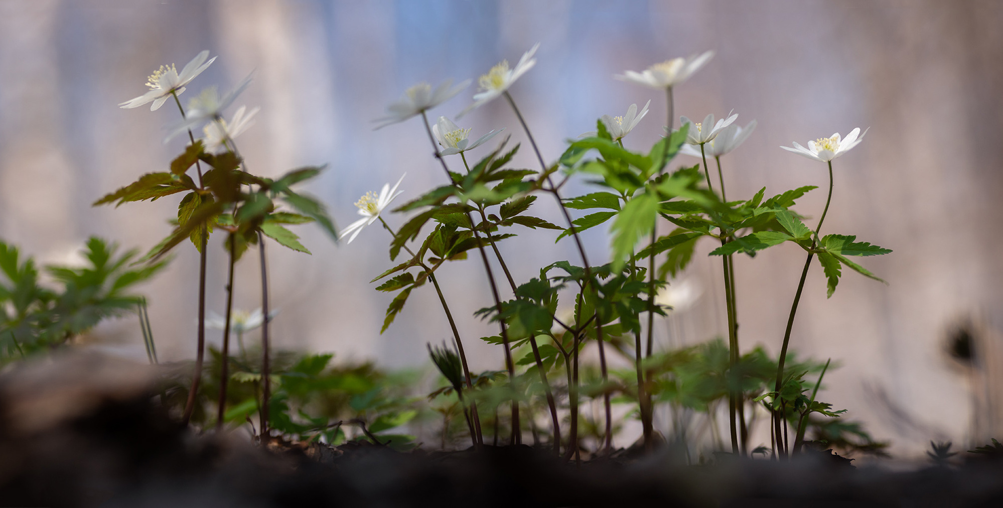Миниатюрный лес. Граница Национального парка "Салаир", Тогульский район, май 2023