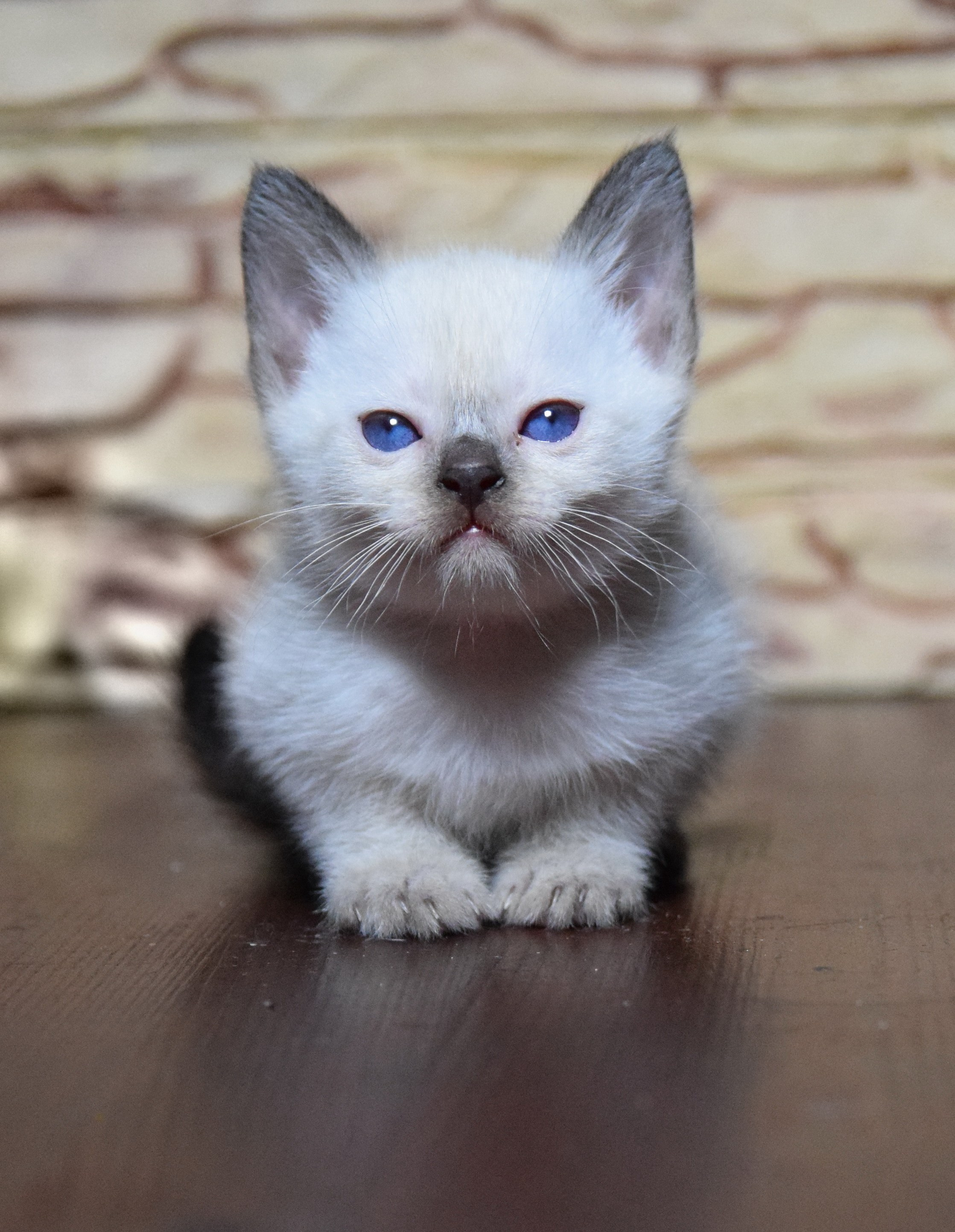 Котята. Питомник тайских кошек в Санкт-Петербурге Noyland