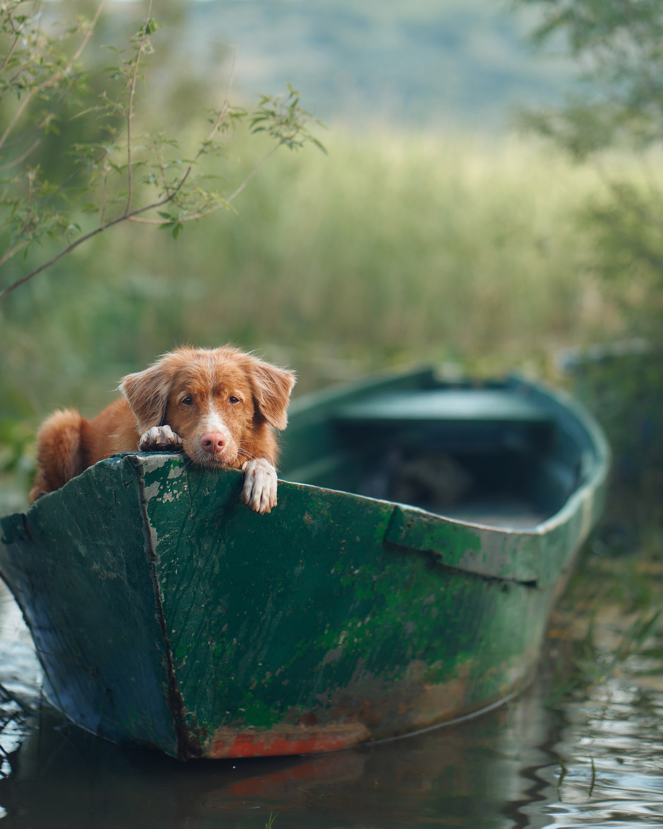 Dog photographer Averianova Anna — Art photography of dogs