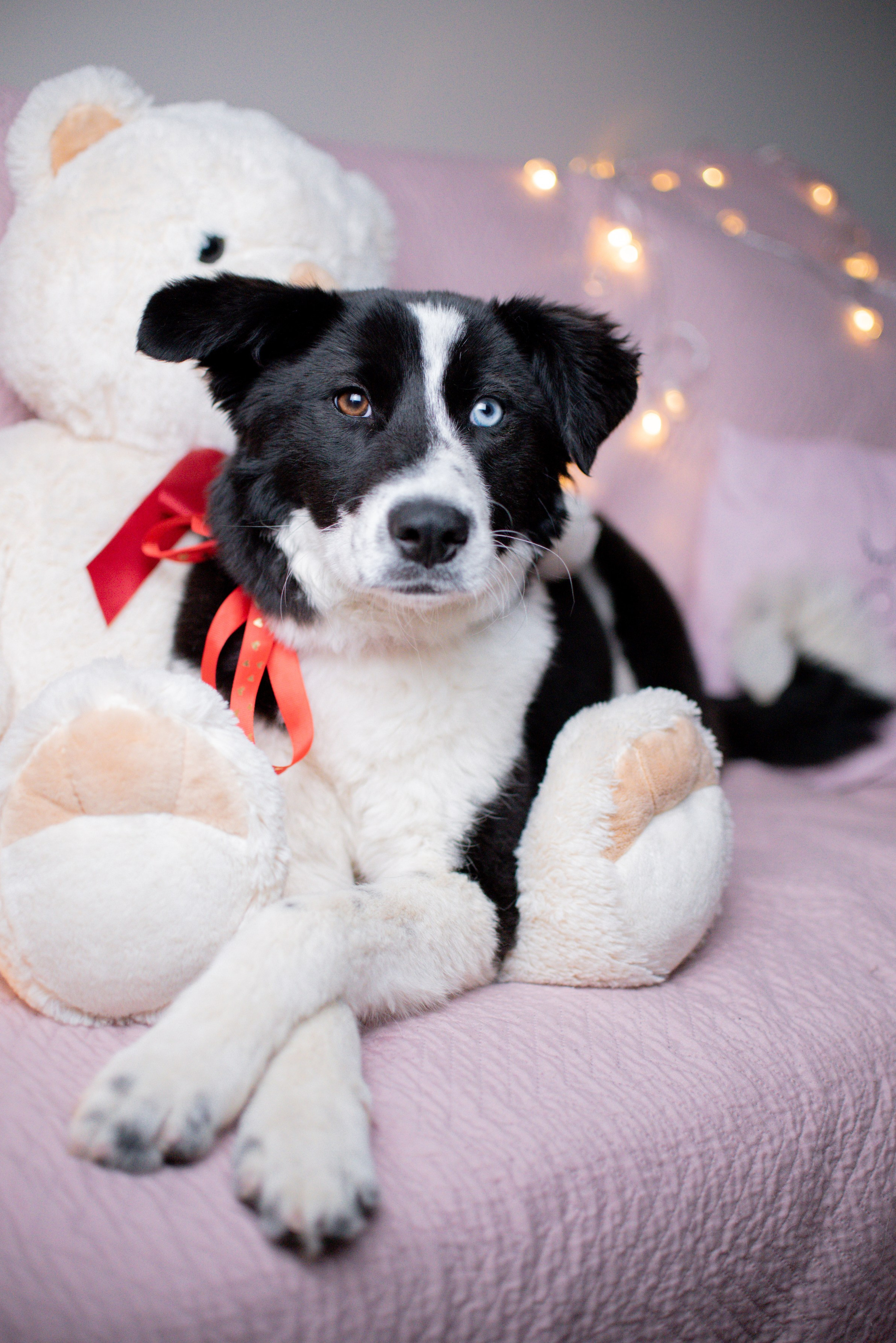 Животные на пристройство. Фотограф-анималист Валерия, Москва, Мытищи