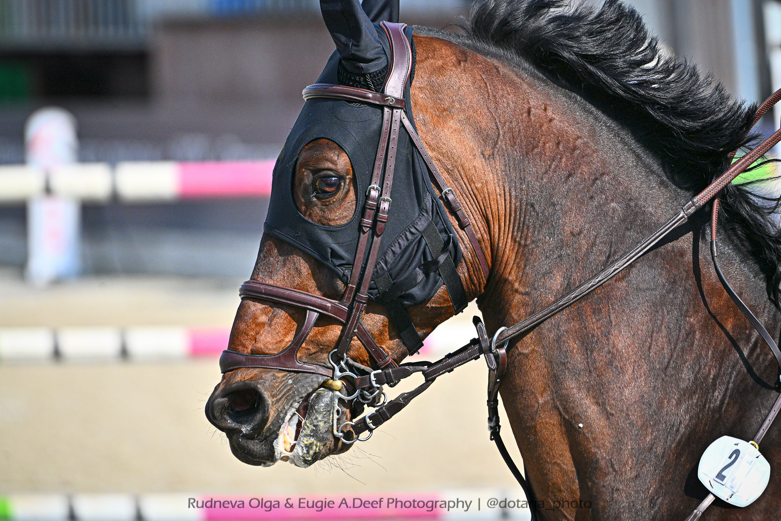 Всероссийские сор. «Летний Кубок КСК „Отрада"по конкуру» (05-15 ИЮНЯ) (1). ТУРНИРНАЯ КОННАЯ ФОТОГРАФИЯ, Руднева Ольга и Евгений Адеев