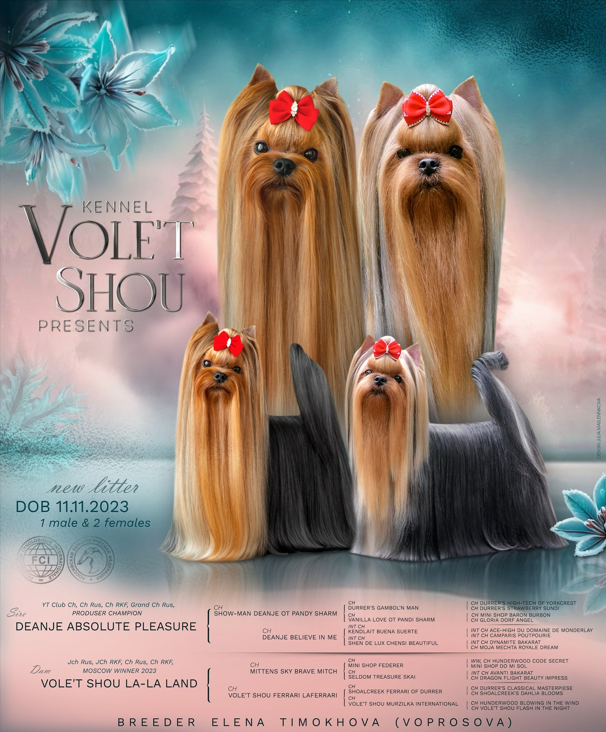 Разведение йоркширских терьеров. Питомник Воле'Т Шоу Vole'T Shou. Йоркширский терьер — питомник йоркширских терьеров Vole'T Shou