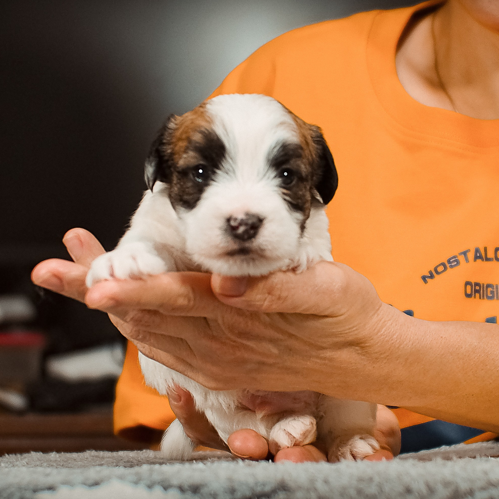 LITTER «B» 05/01/2026. CANE MAESTRO — kennel Jack Russell Terrier