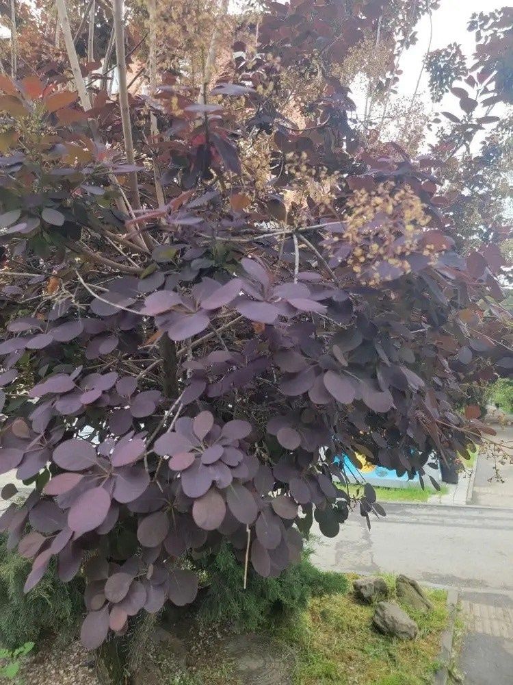 скумпия Royal Purple