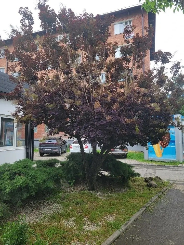 скумпия Royal Purple