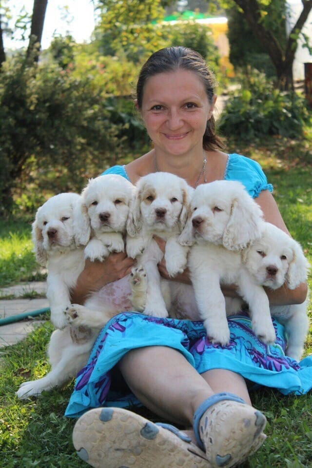 Щенки кламбер спаниеля. Питомник собак Westerly Wind Москва и МО