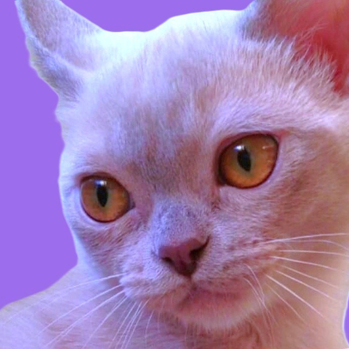 Котёнок американской бурмы. Las Burmas — питомник американской бурмы традиционных линий