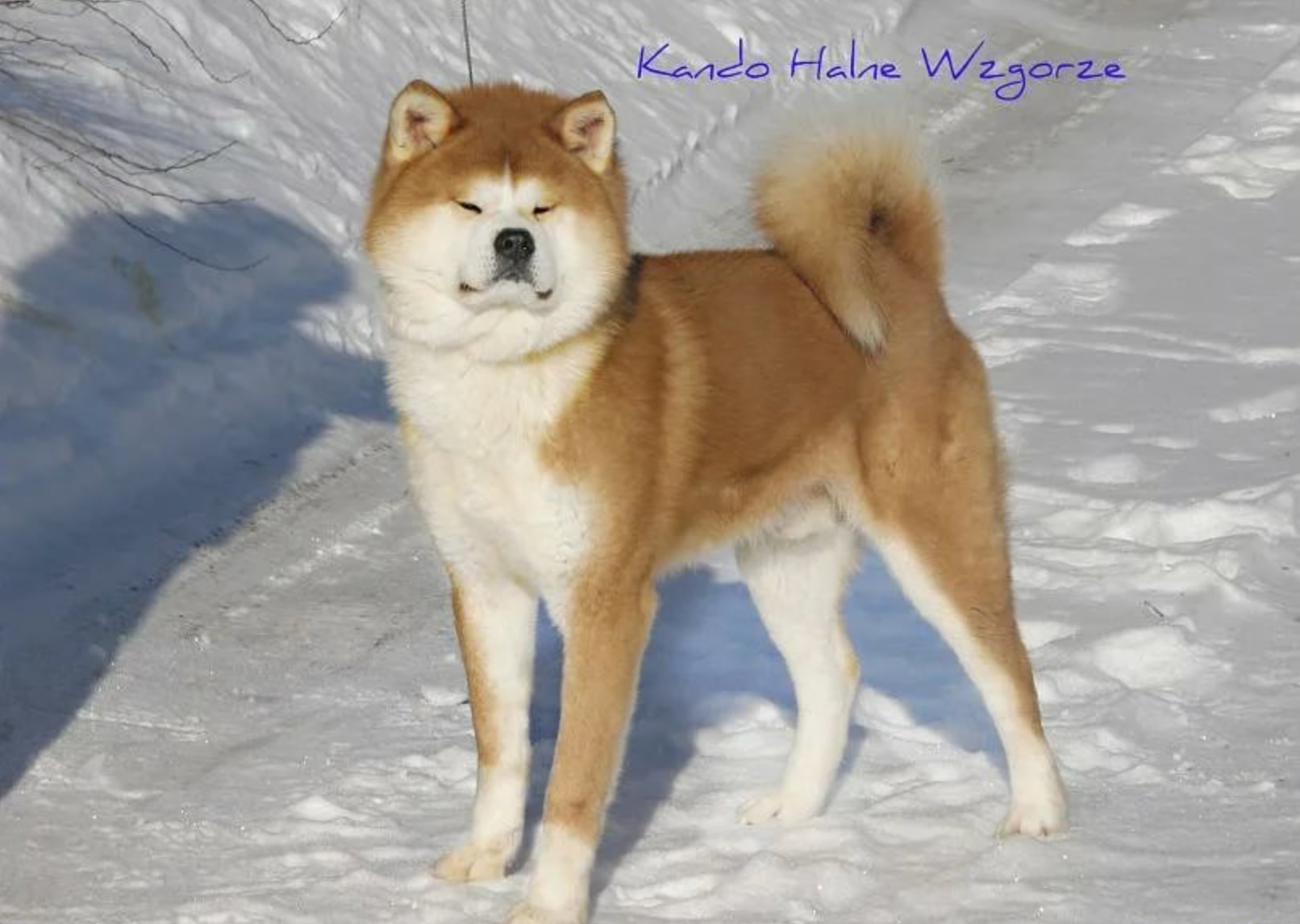 Ветераны. Питомник Акита-Ину