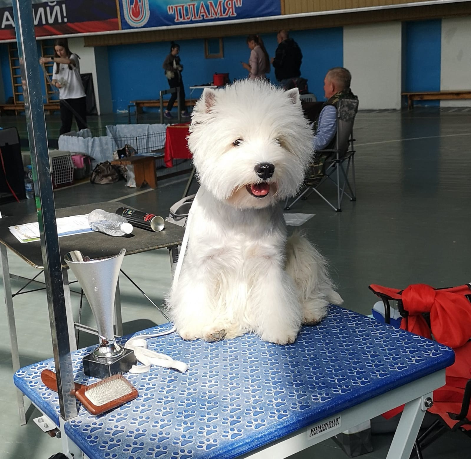 Две рейтинговые выставки в Суздале " Гран-При Золотого кольца», проводимые РФОС. Питомник собак породы вест хайленд вайт терьер в Москве