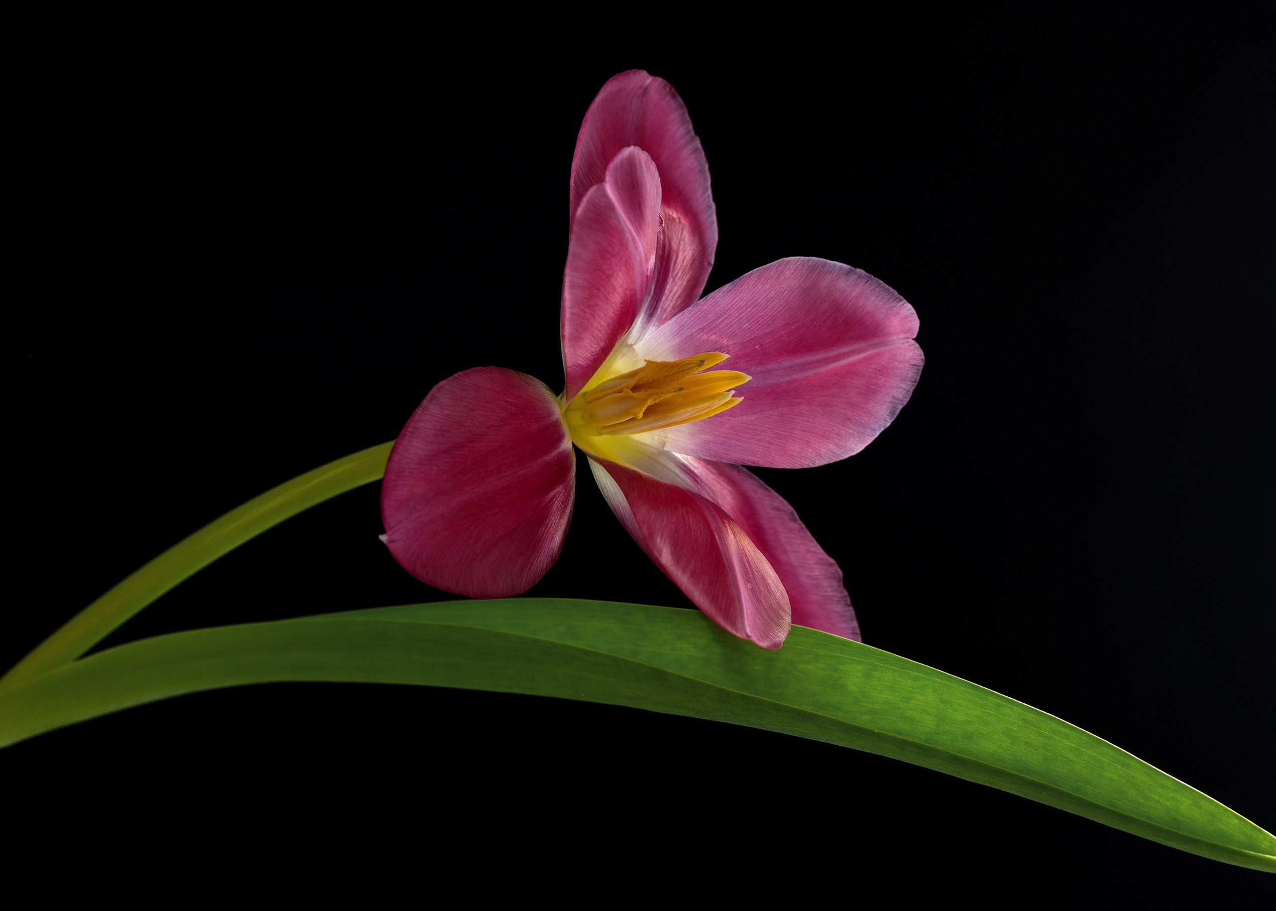 Floral Portraits. Author’s fine art prints with international delivery