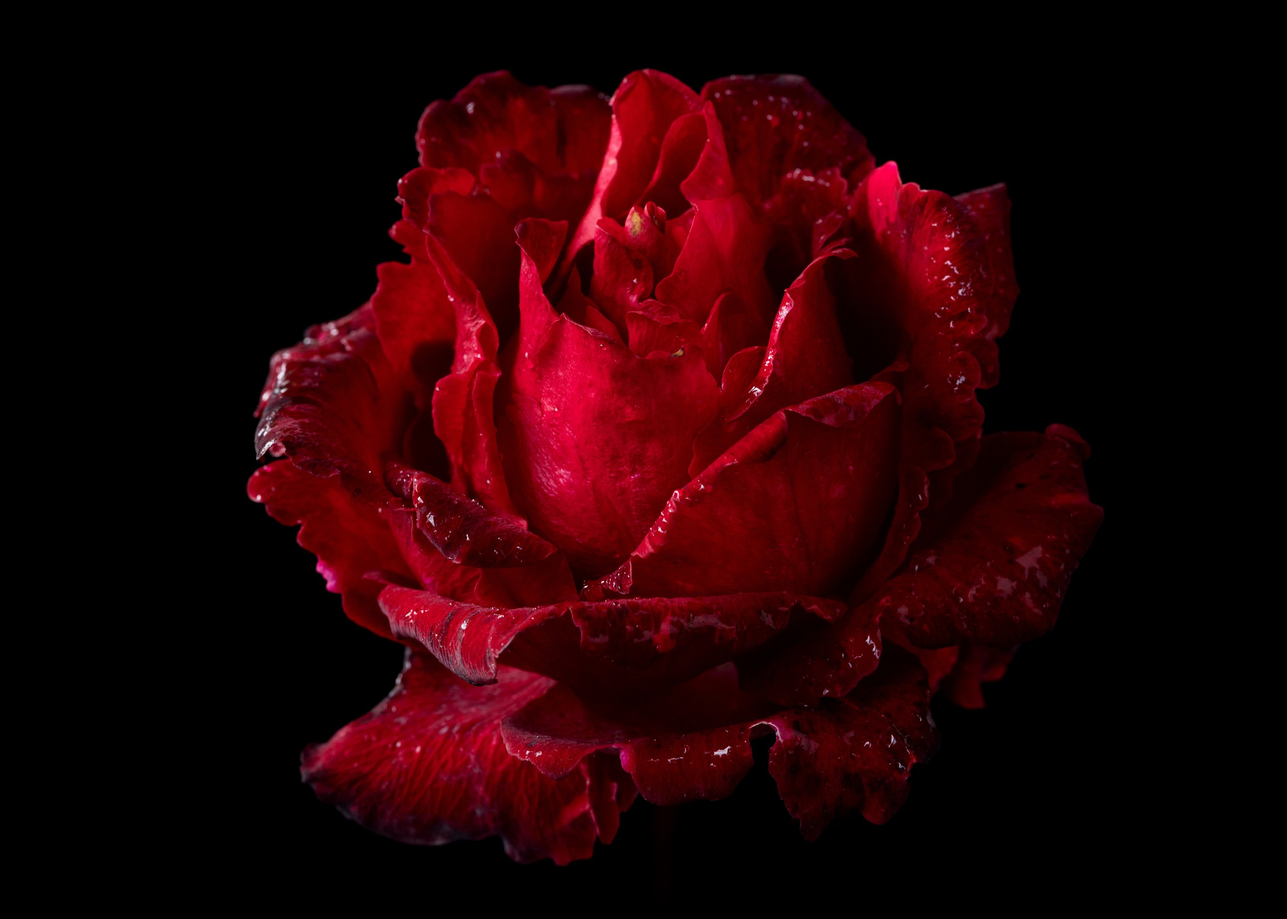 Floral Portraits. Author’s fine art prints with international delivery