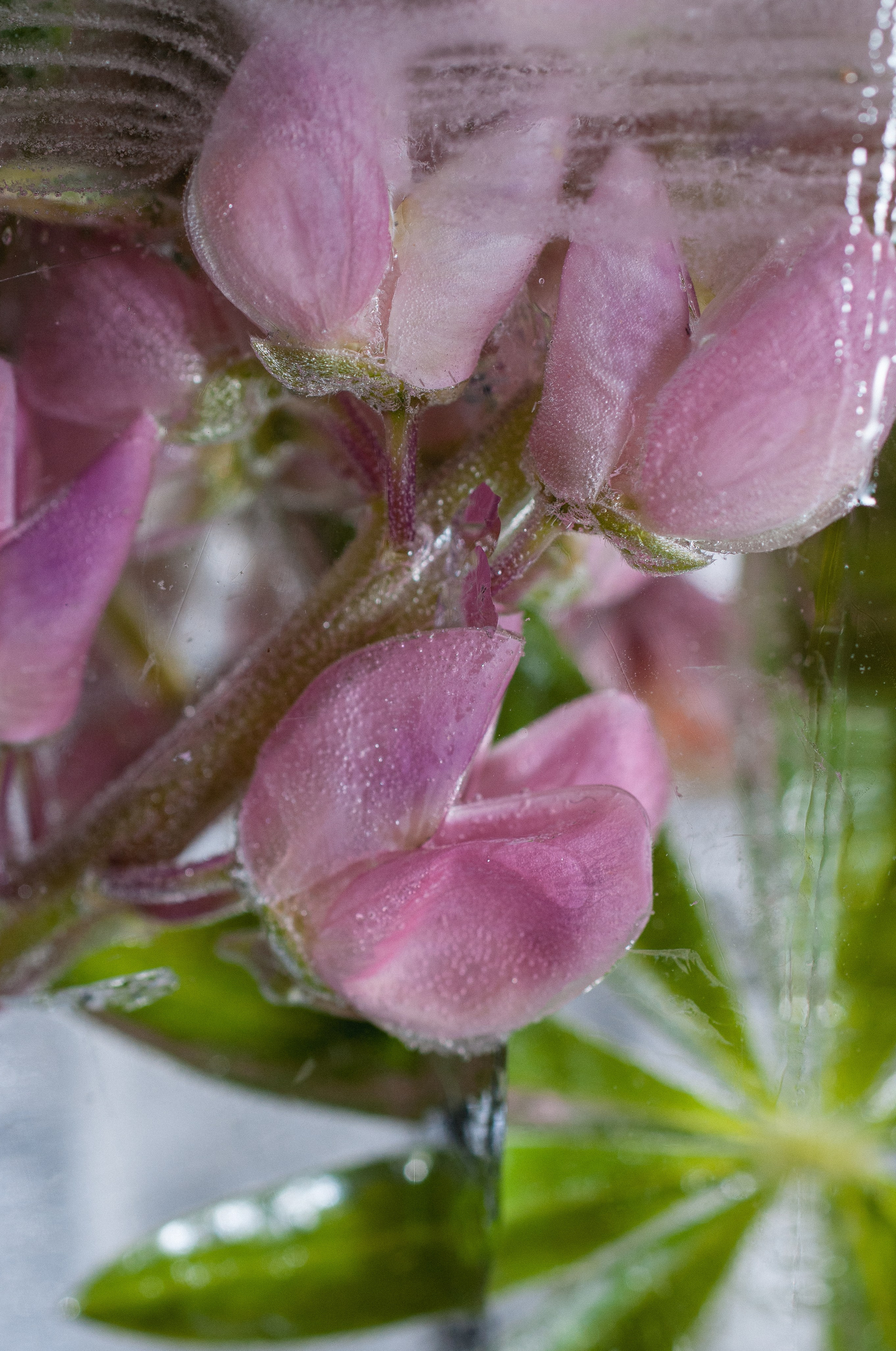 FFF — Frozen Fairy Flower. Фотограф в Санкт-Петербурге Анна Гончар