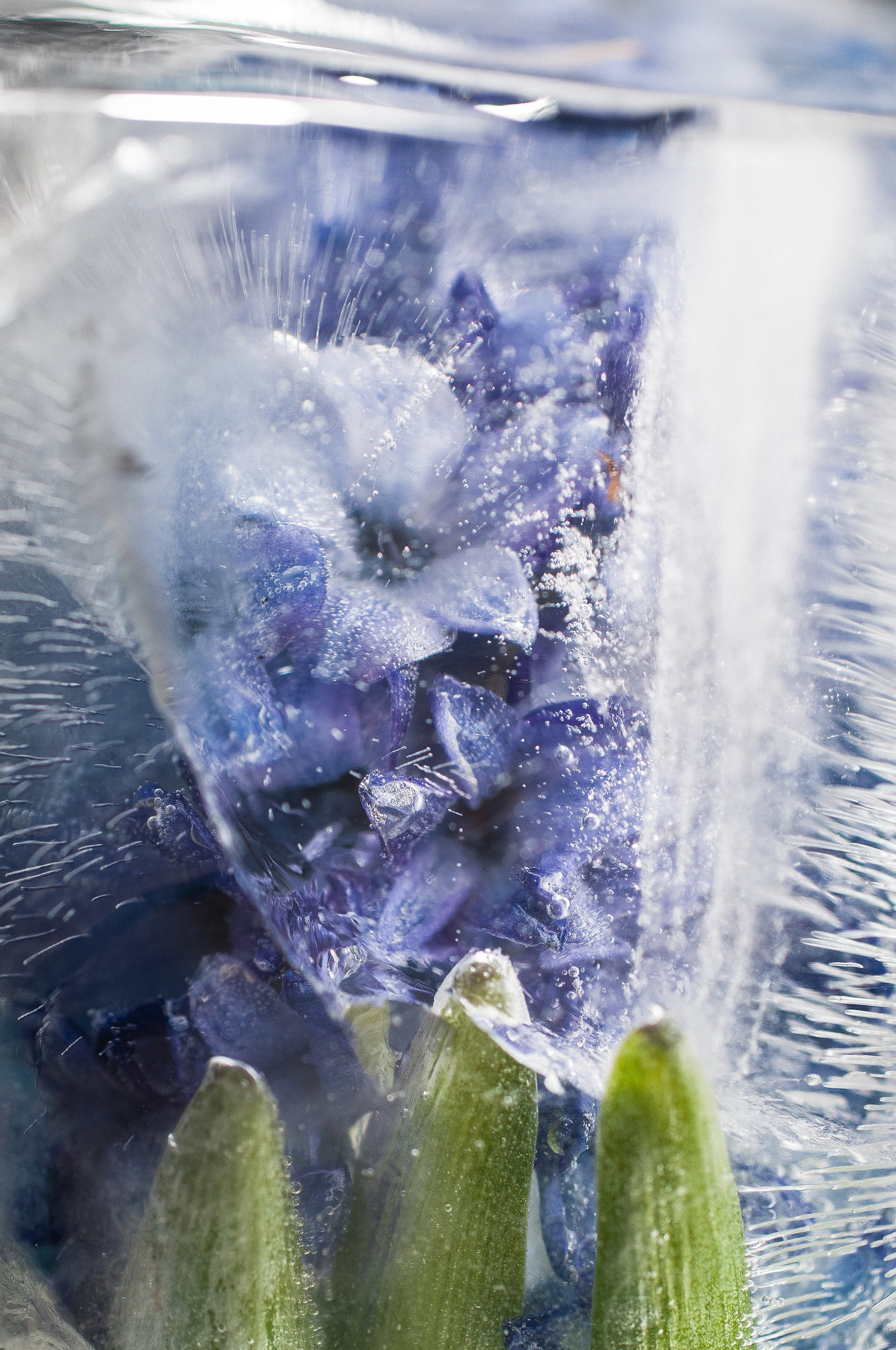 FFF — Frozen Fairy Flower. Фотограф в Санкт-Петербурге Анна Гончар