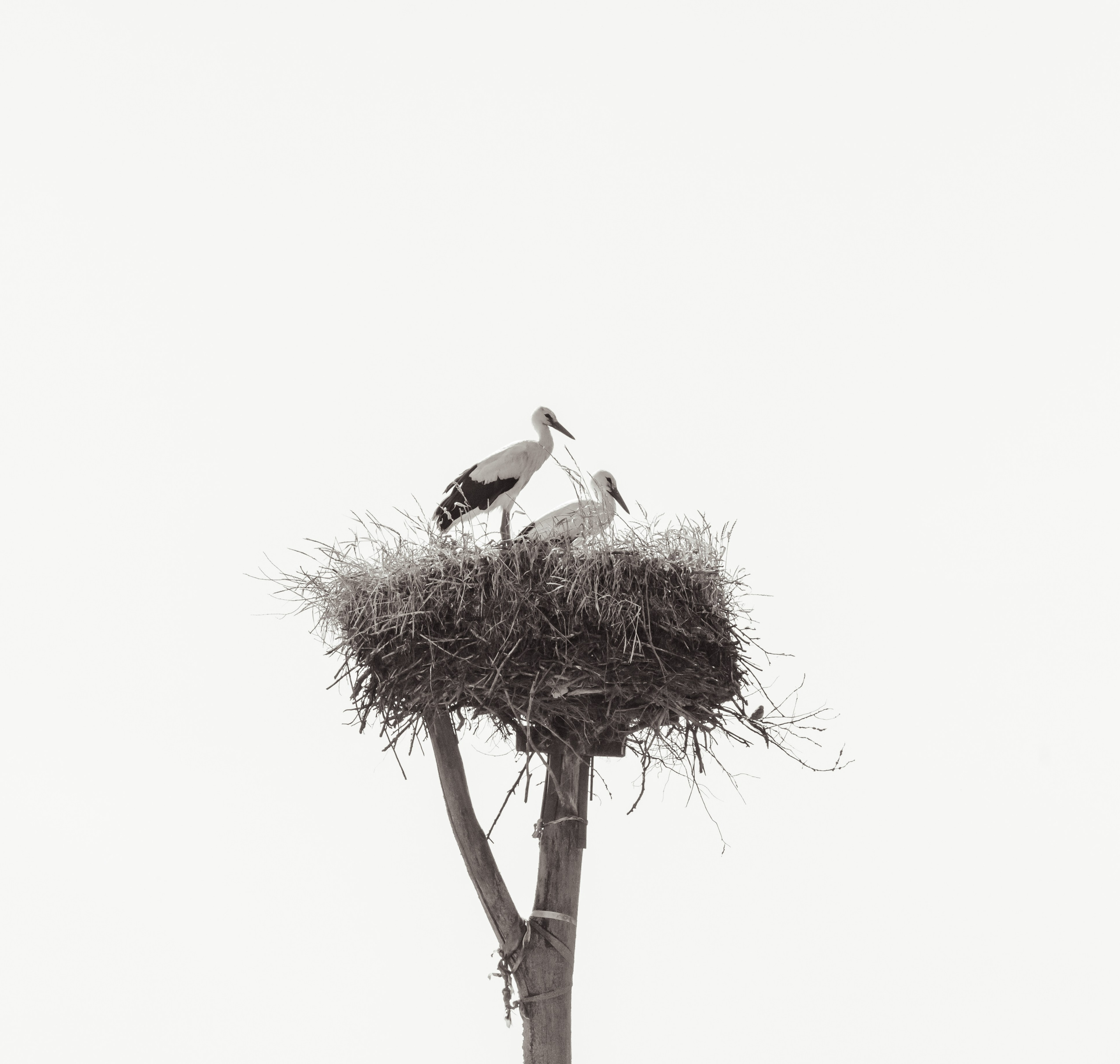 Фотография, гнездо, аисты. Эстония