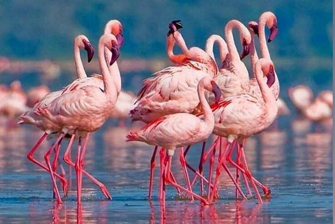 Африка. Туры по России и миру