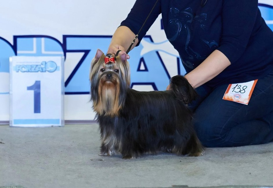 МАЙ СИЛЬВЕР ФРЕНД СЭЛФИ. Питомник Йоркширских терьеров Дэнстайл в Санкт-Петербурге заводчик Тих